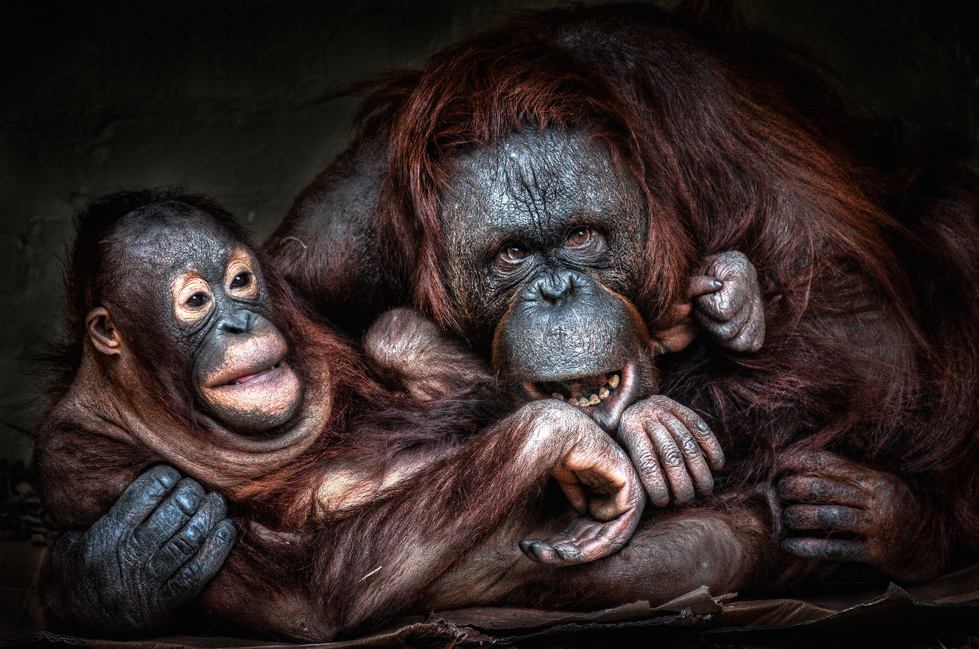 PCデスクトップに動物, サル, 猿, 霊長類, オランウータン, 赤ちゃん動物画像を無料でダウンロード
