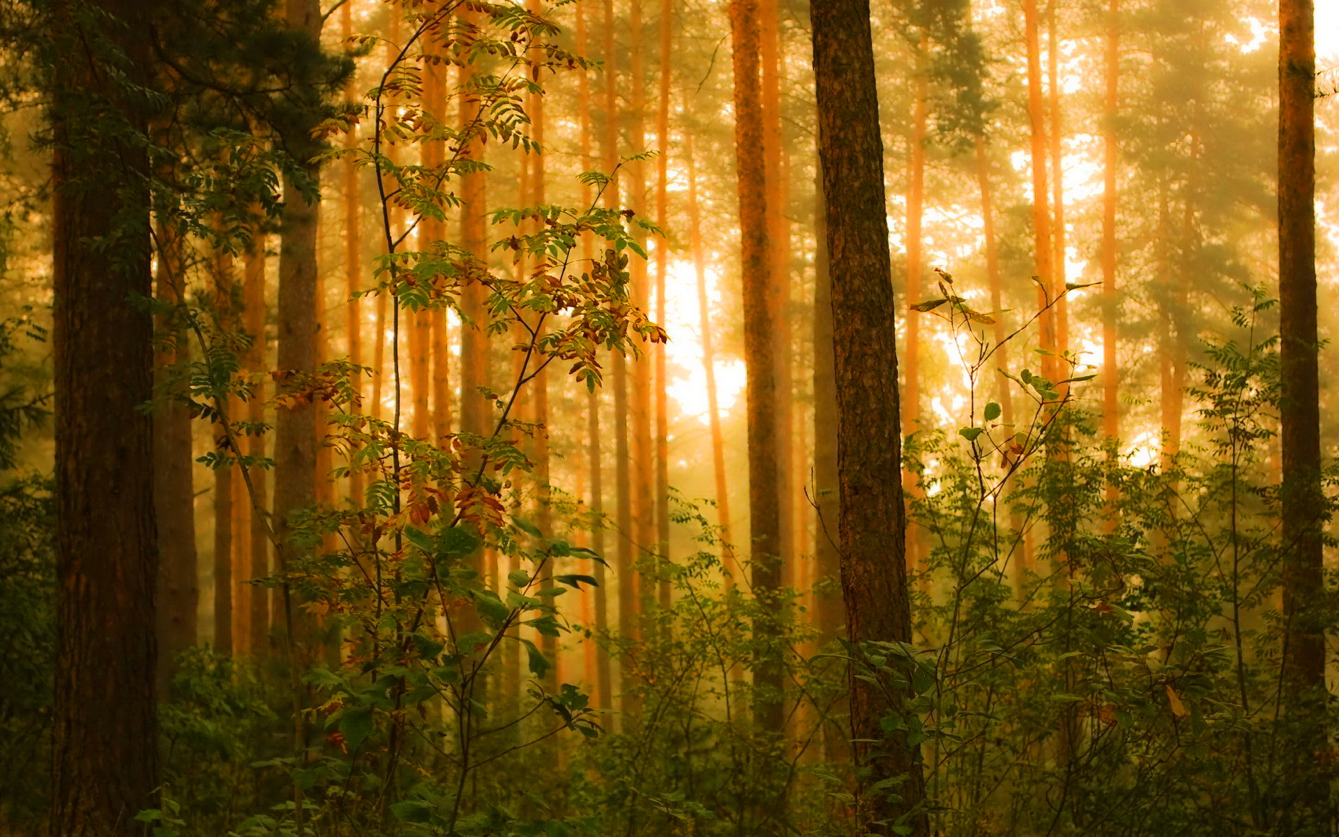 Скачать картинку Солнце, Лес, Дерево, Туман, Земля/природа, Солнечный Лучик в телефон бесплатно.