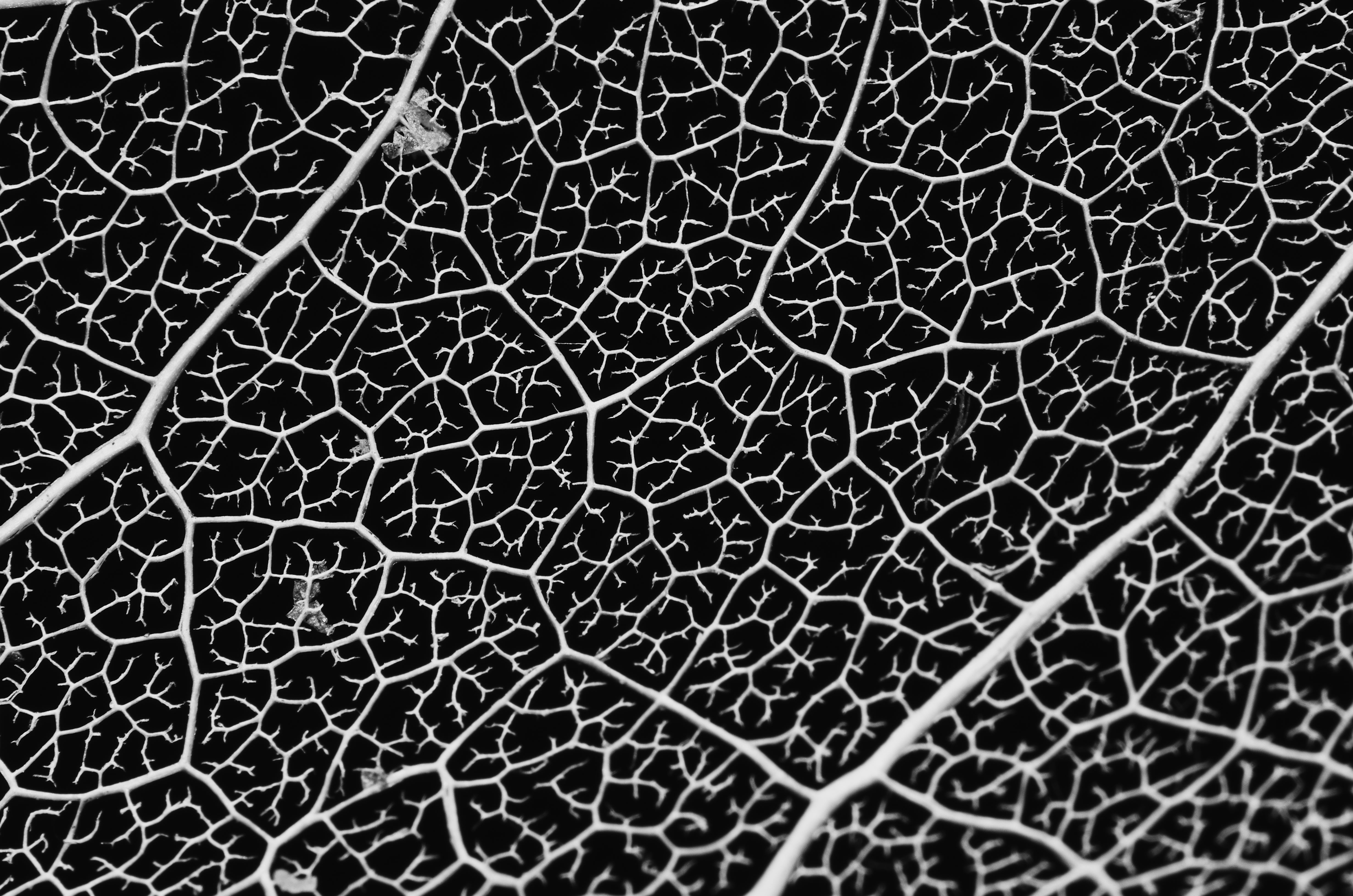 1920x1080 Background macro, sheet, leaf, bw, chb, veins