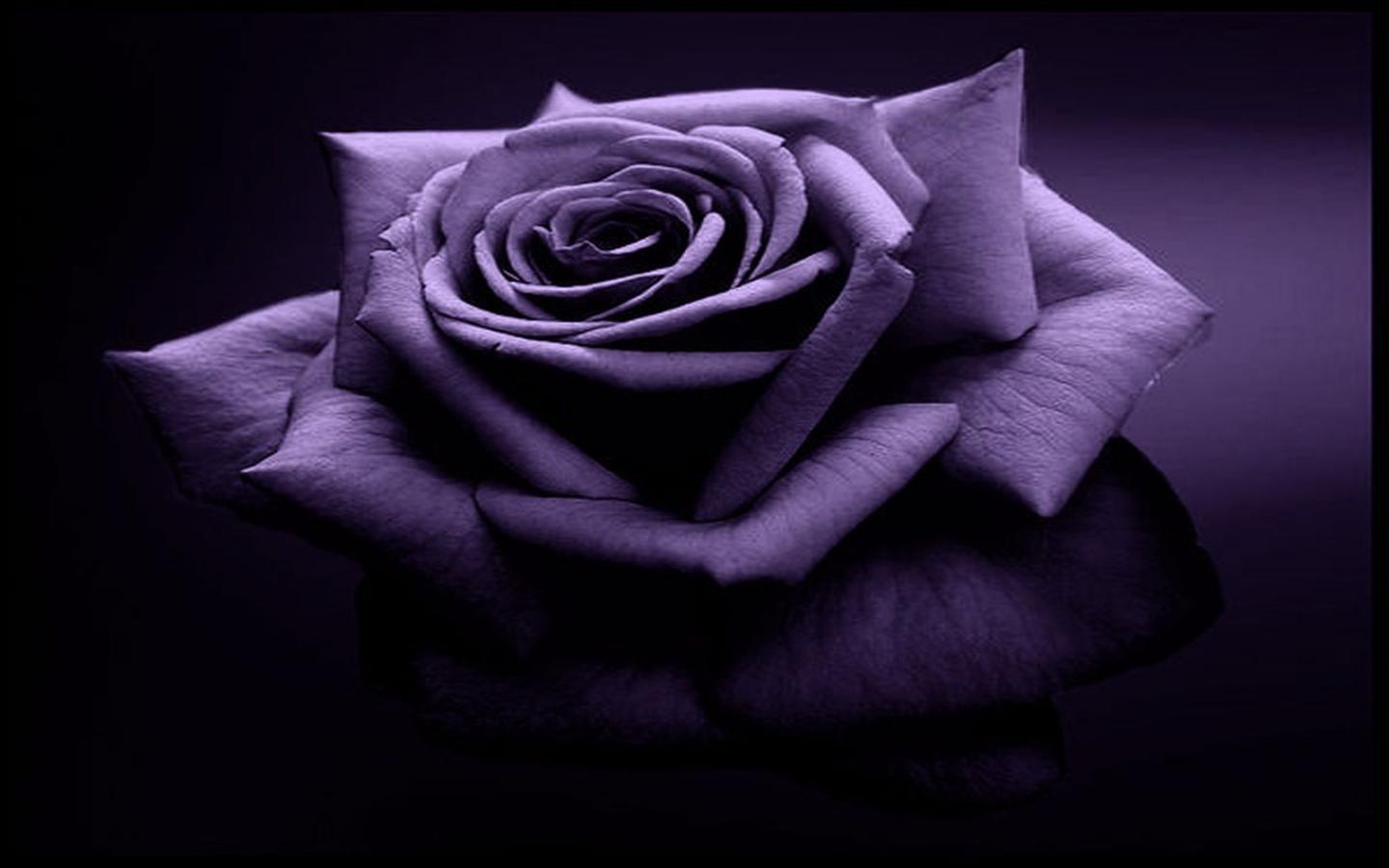 Download mobile wallpaper Flower, Rose, Close Up, Earth, Purple Flower for free.