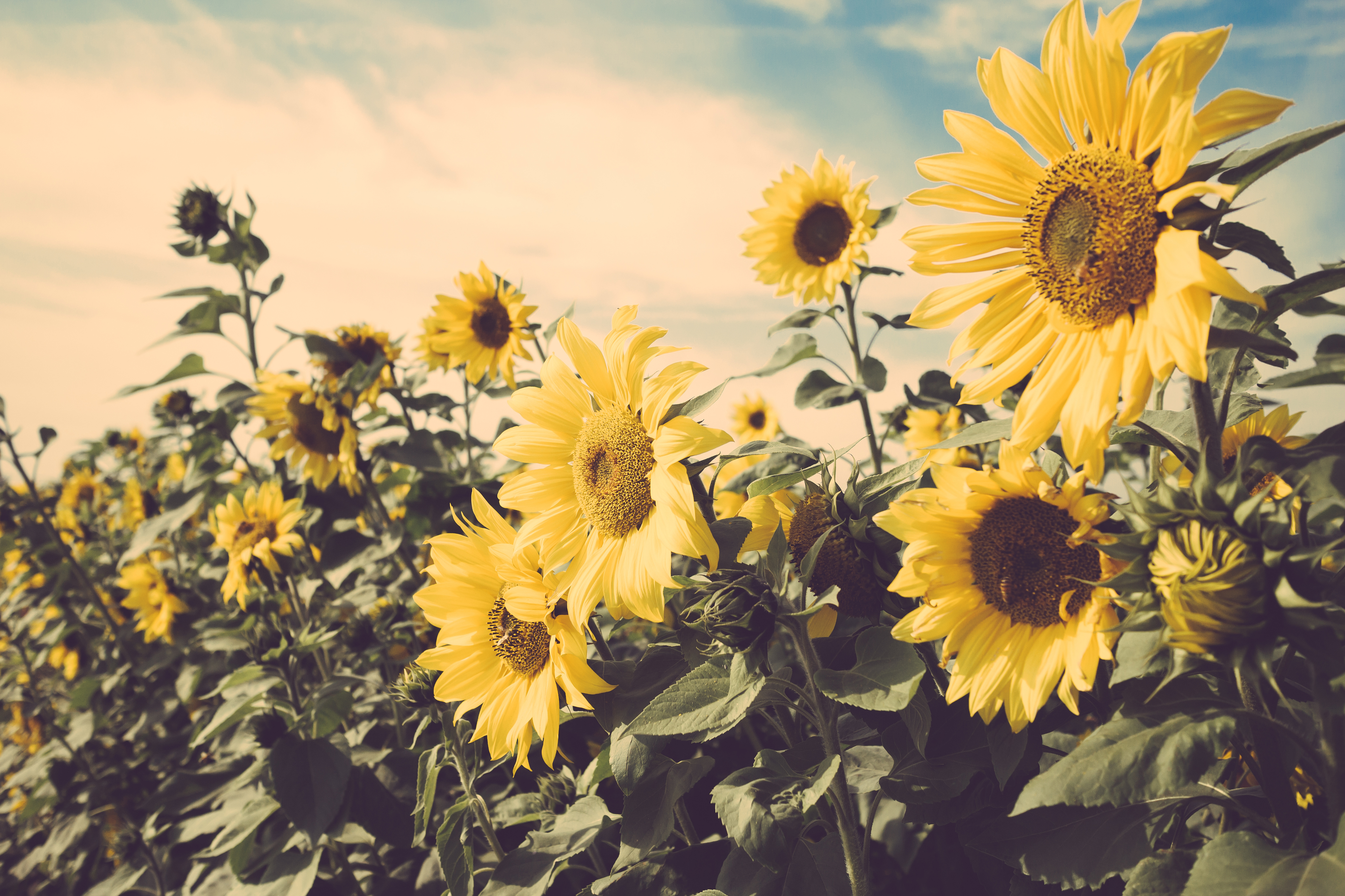 Download mobile wallpaper Nature, Flowers, Summer, Flower, Earth, Sunflower, Yellow Flower for free.