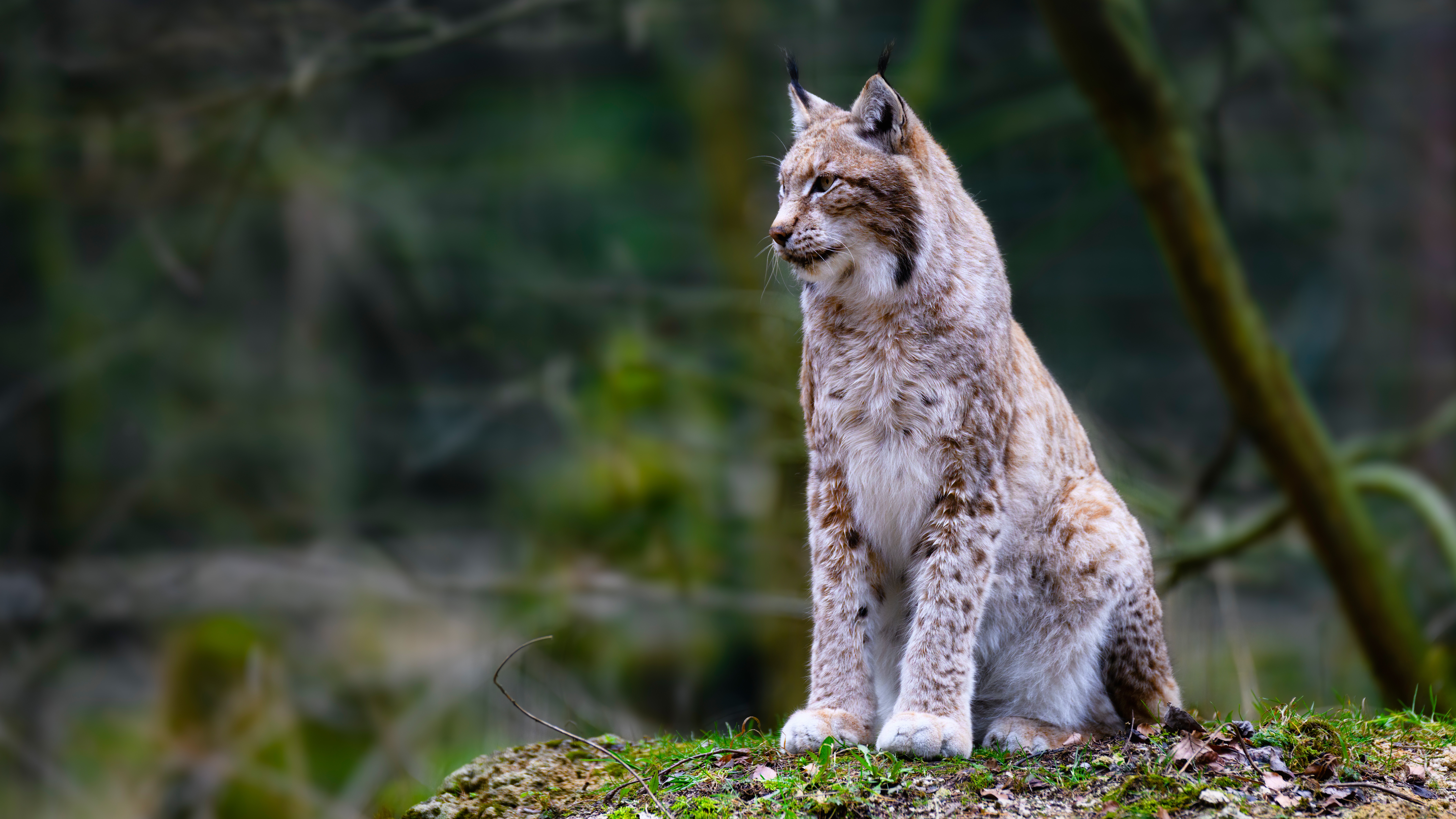 Download mobile wallpaper Cats, Animal, Lynx for free.