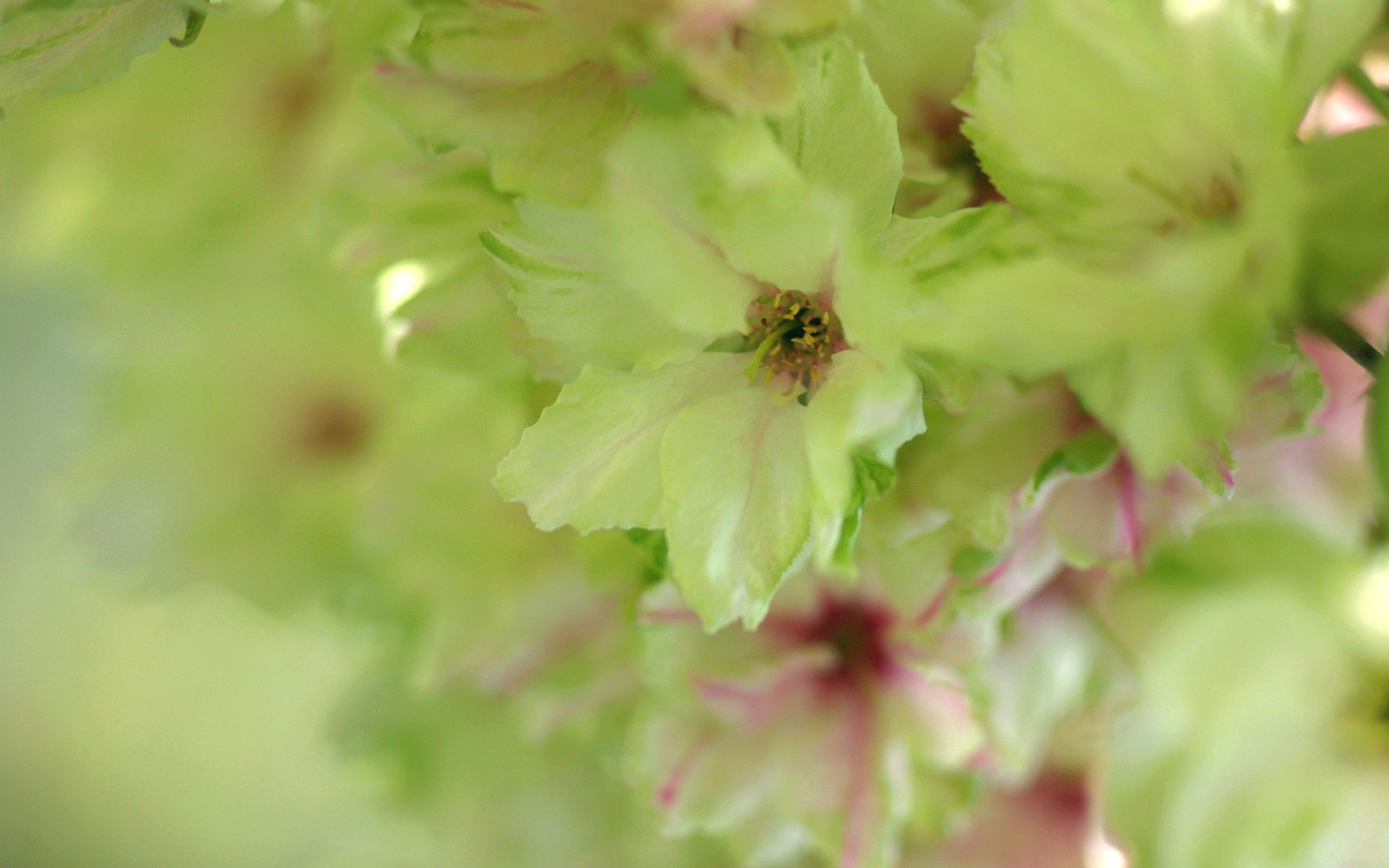 Download mobile wallpaper Petals, Flowers, Macro, Light Coloured, Light for free.