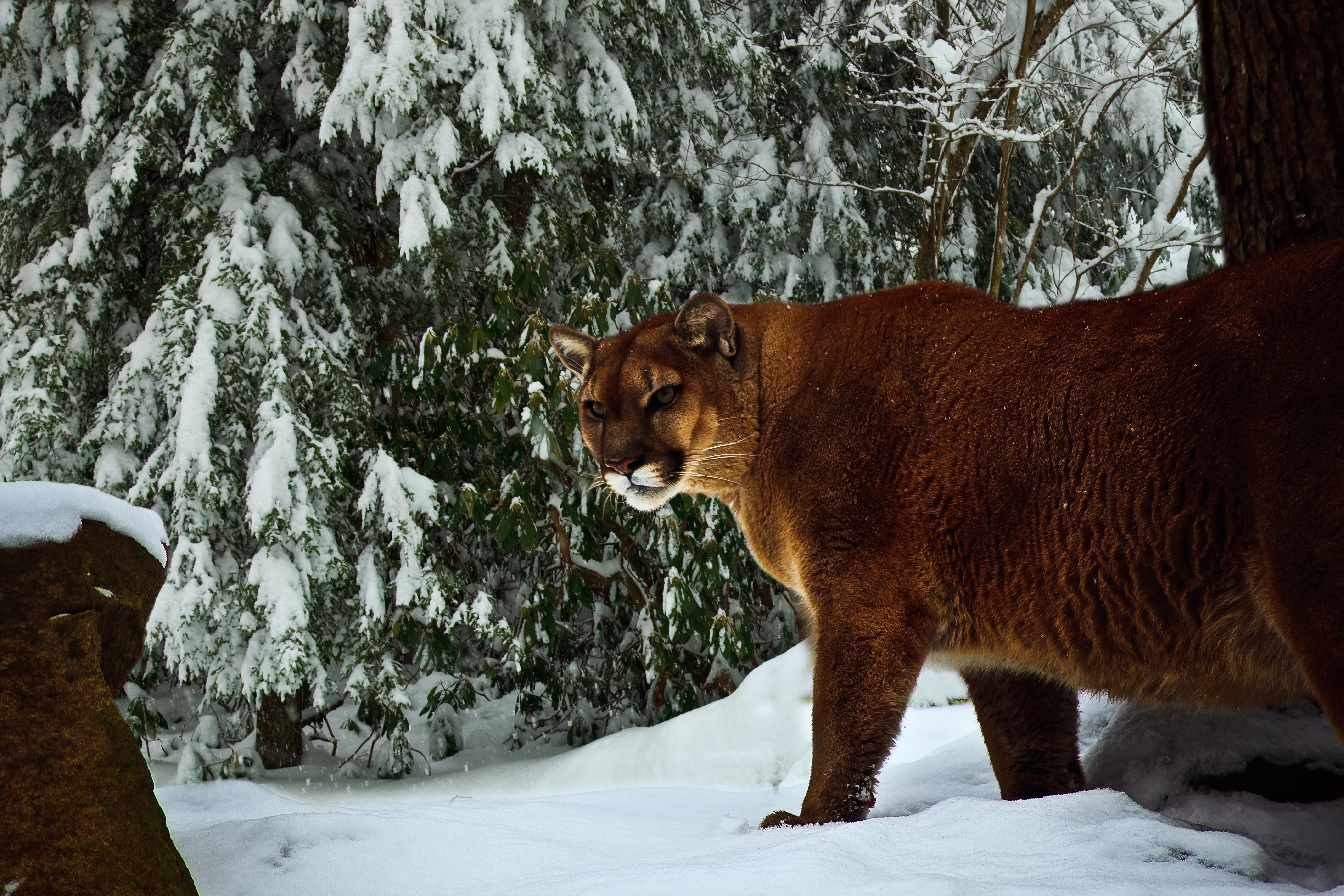 Descarga gratis la imagen Animales, Invierno, Gatos, Nieve, Puma en el escritorio de tu PC