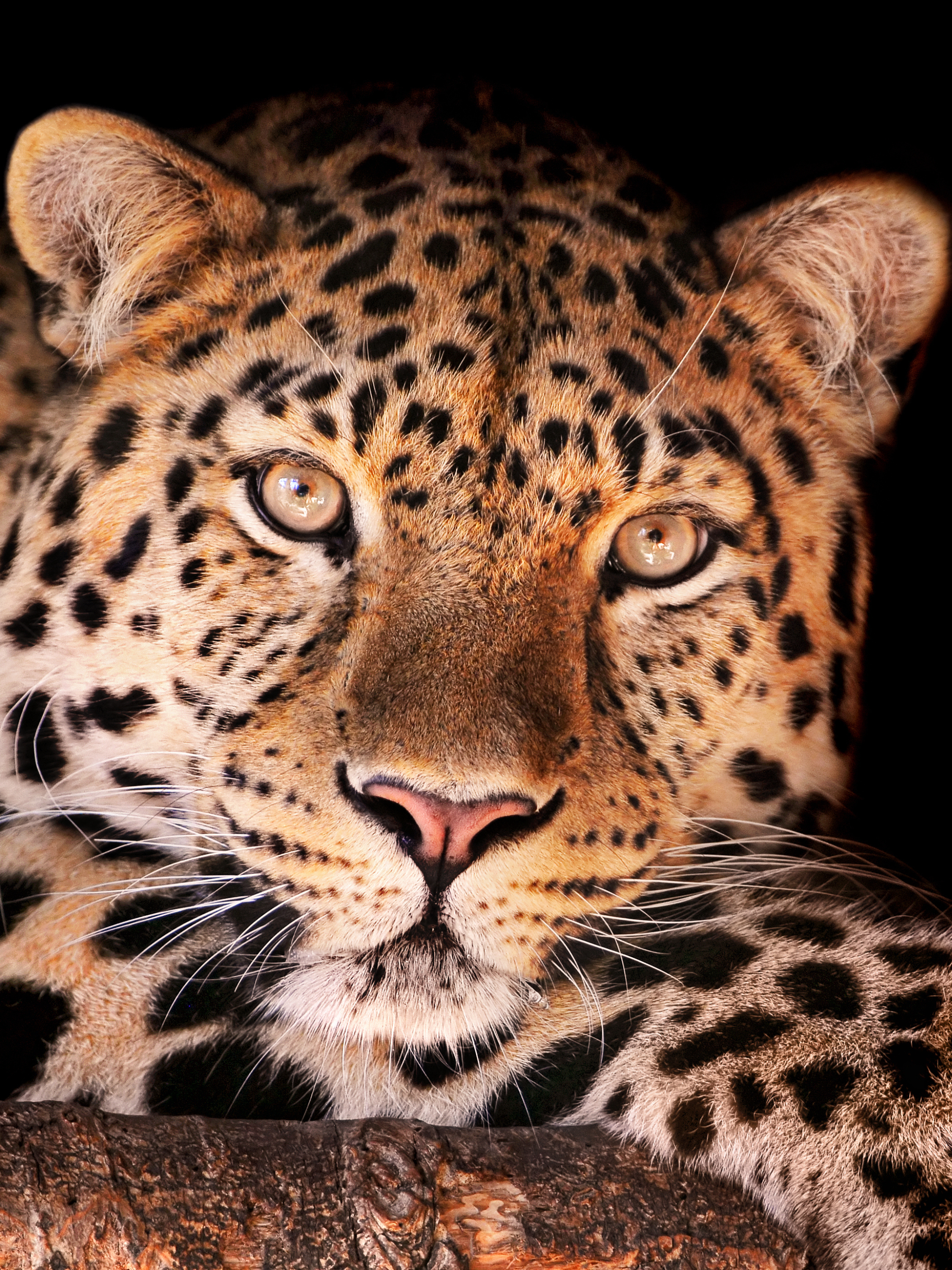 Baixar papel de parede para celular de Animais, Gatos, Leopardo gratuito.