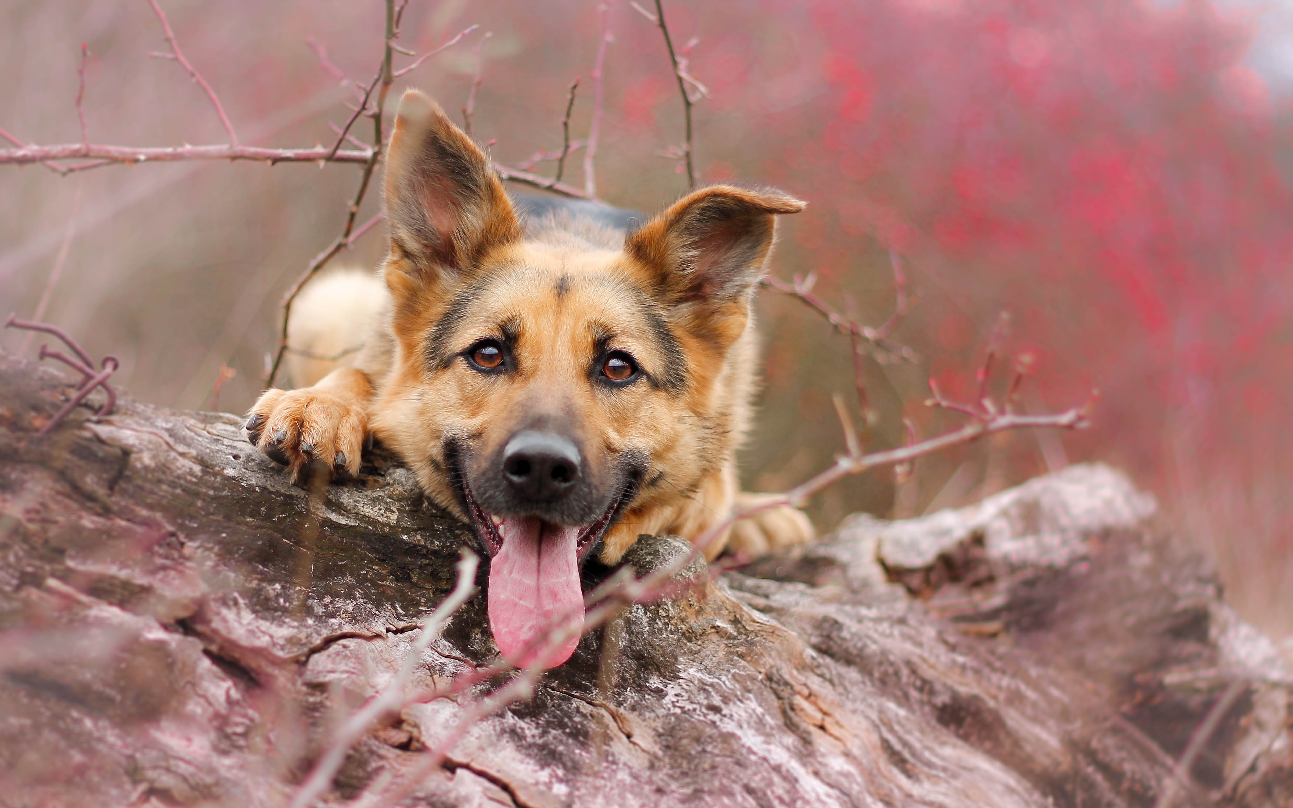 Download mobile wallpaper Dogs, Dog, Animal, Bokeh, Cute, German Shepherd for free.