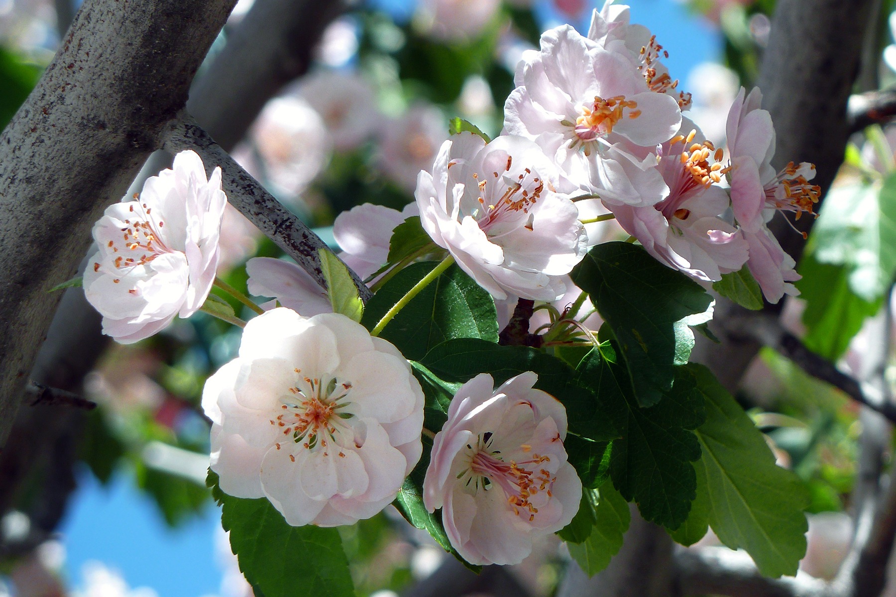 bloom, flowers, cherry, wood, tree, flowering, branch High Definition image