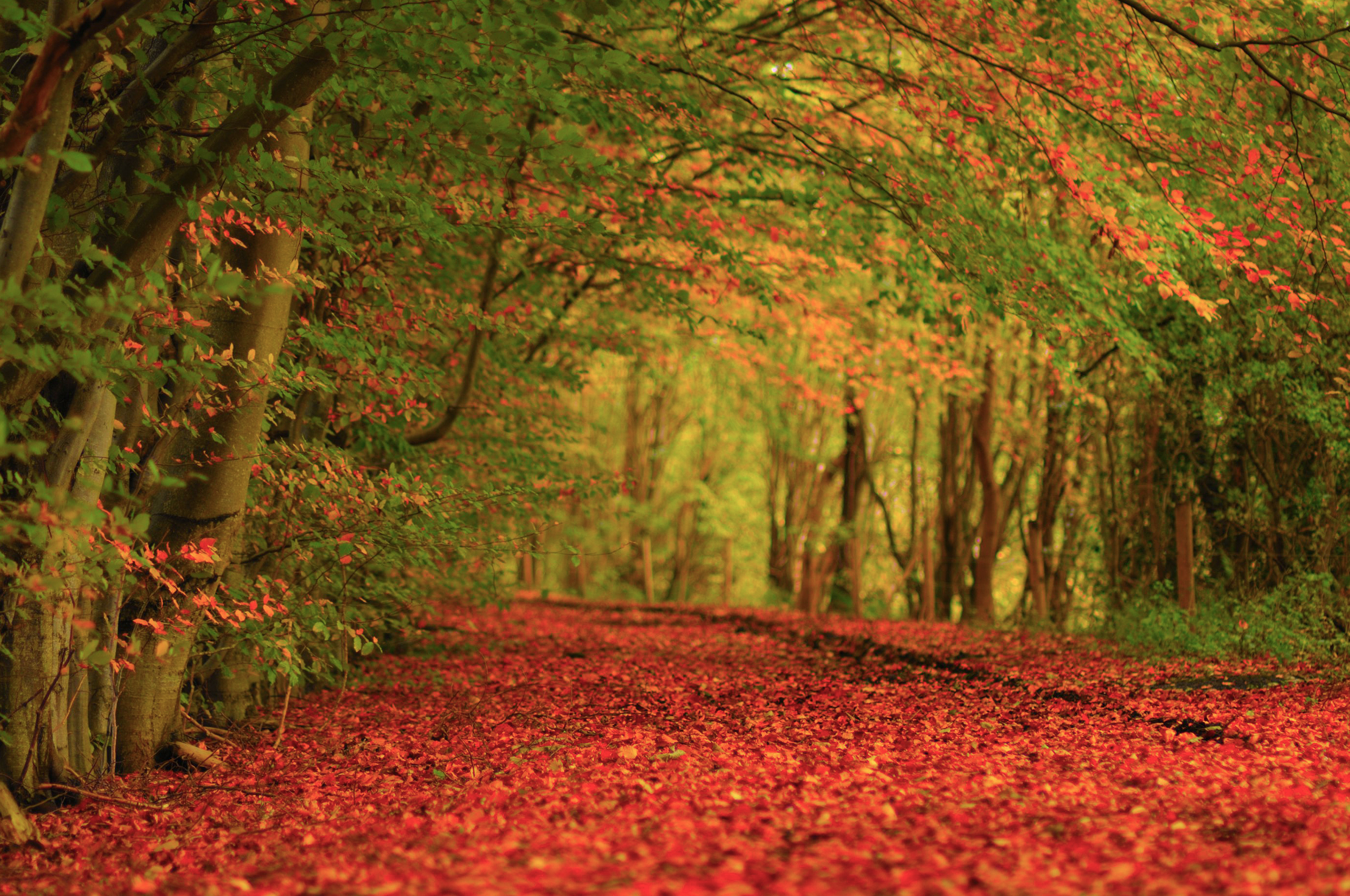 Handy-Wallpaper Fotografie, Herbst kostenlos herunterladen.