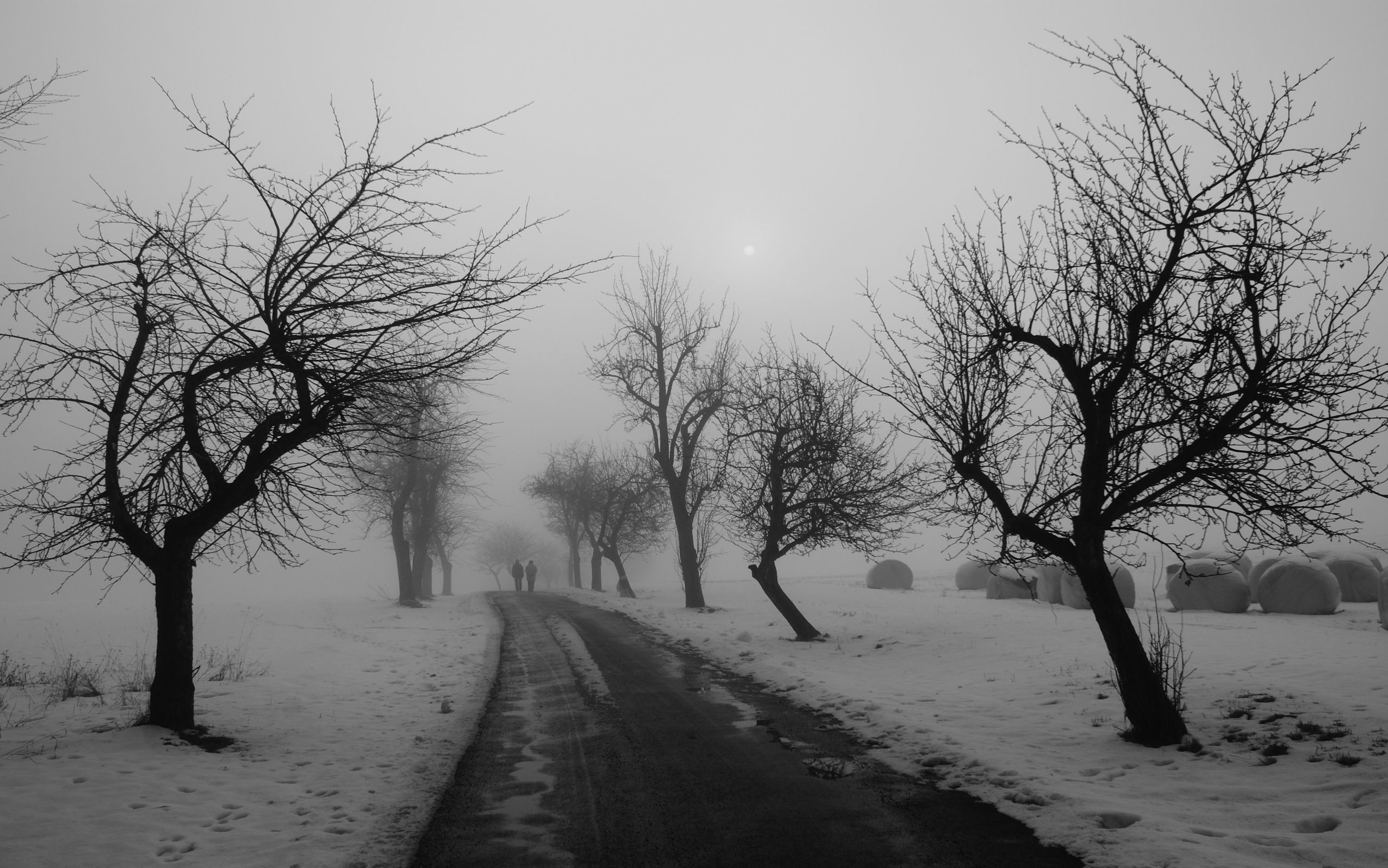 couple, winter, nature, trees, road, park, pair, fog, asphalt, stroll Image for desktop