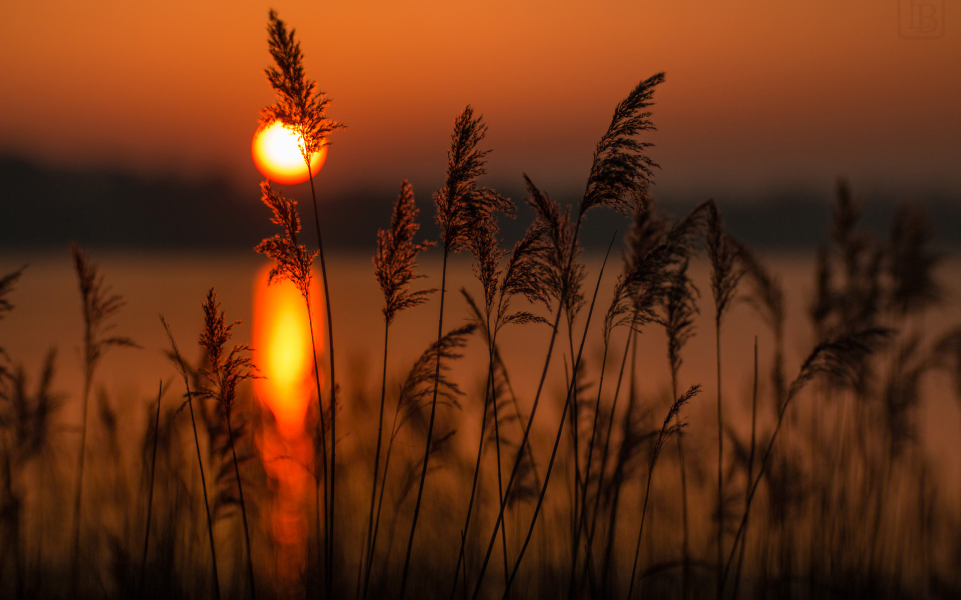 Laden Sie das Weizen, Silhouette, Sonnenuntergang, Sonne, Erde/natur-Bild kostenlos auf Ihren PC-Desktop herunter