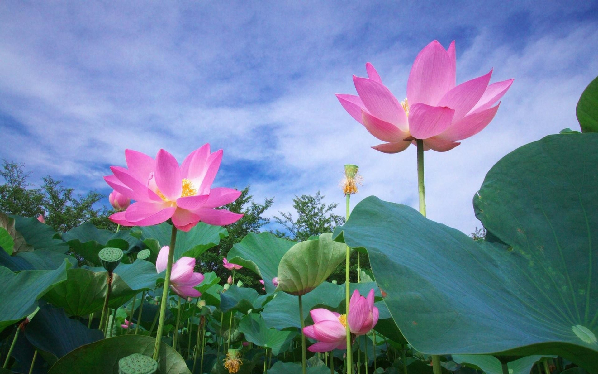 Téléchargez gratuitement l'image Fleurs, Lotus, Fleur, Feuille, Terre/nature, Fleur Rose sur le bureau de votre PC