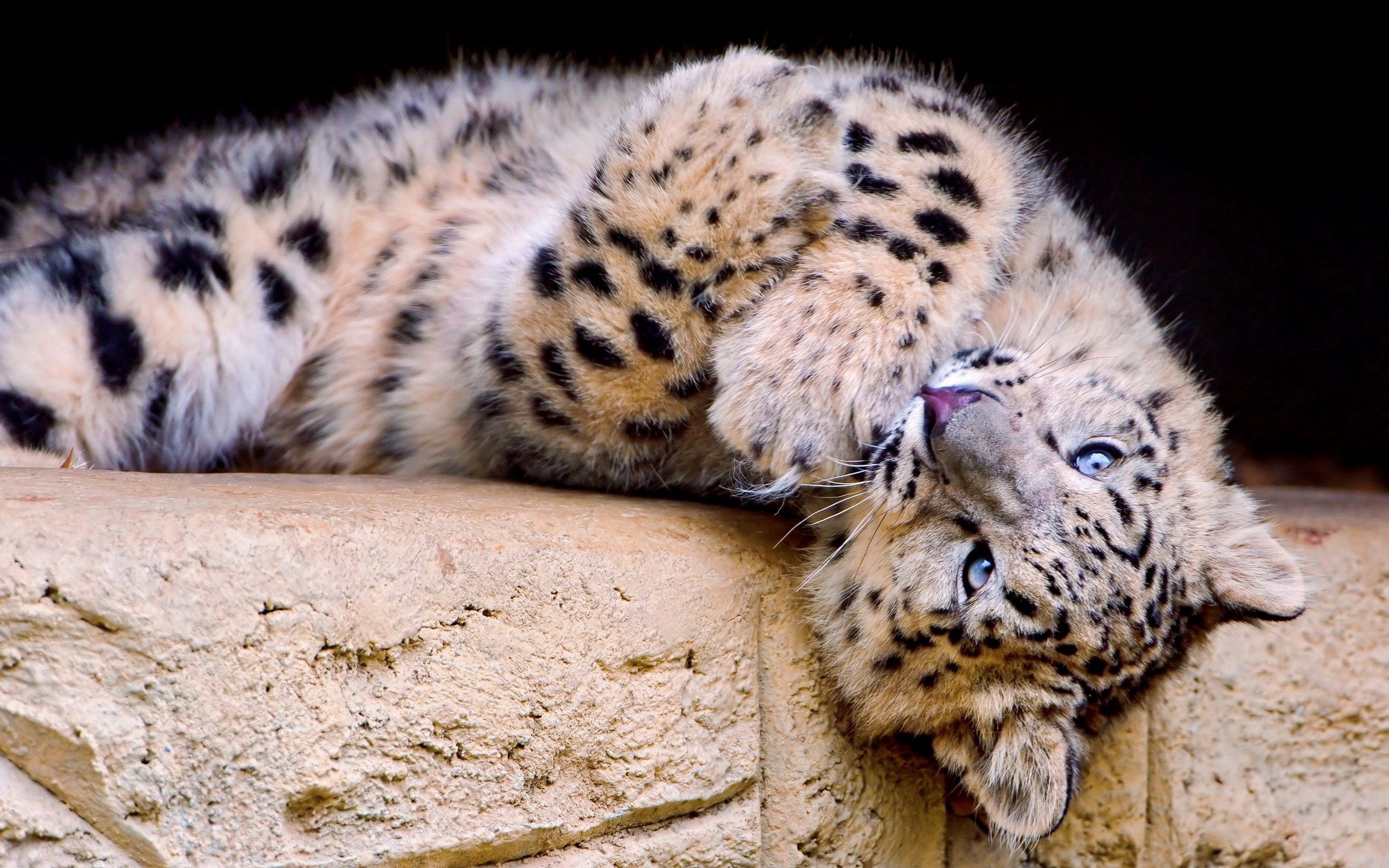 156080 baixar papel de parede animais, snow leopard, visto, manchado, gato grande, brincalhão - protetores de tela e imagens gratuitamente