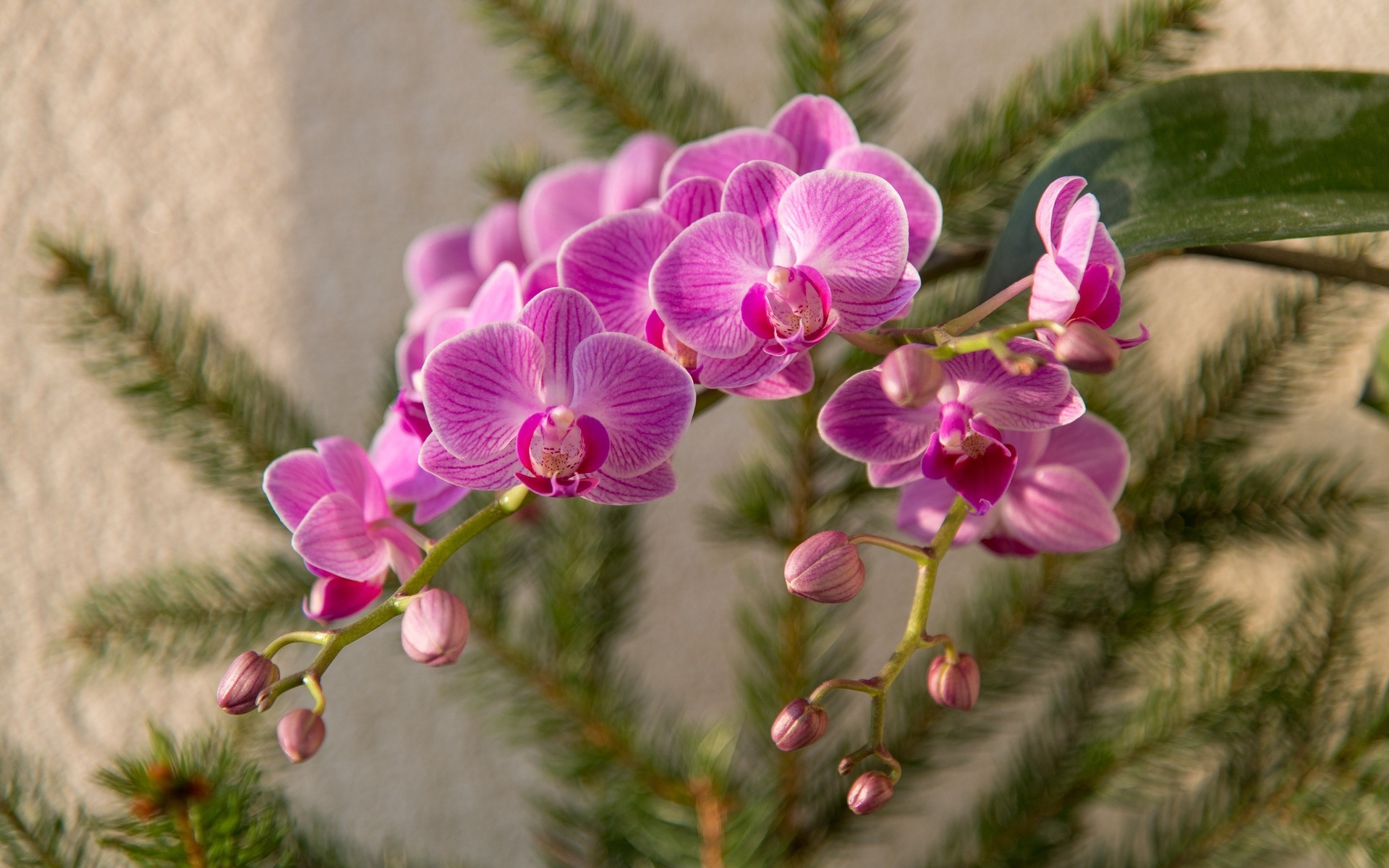 Téléchargez des papiers peints mobile Fleurs, Orchidée, Terre/nature gratuitement.