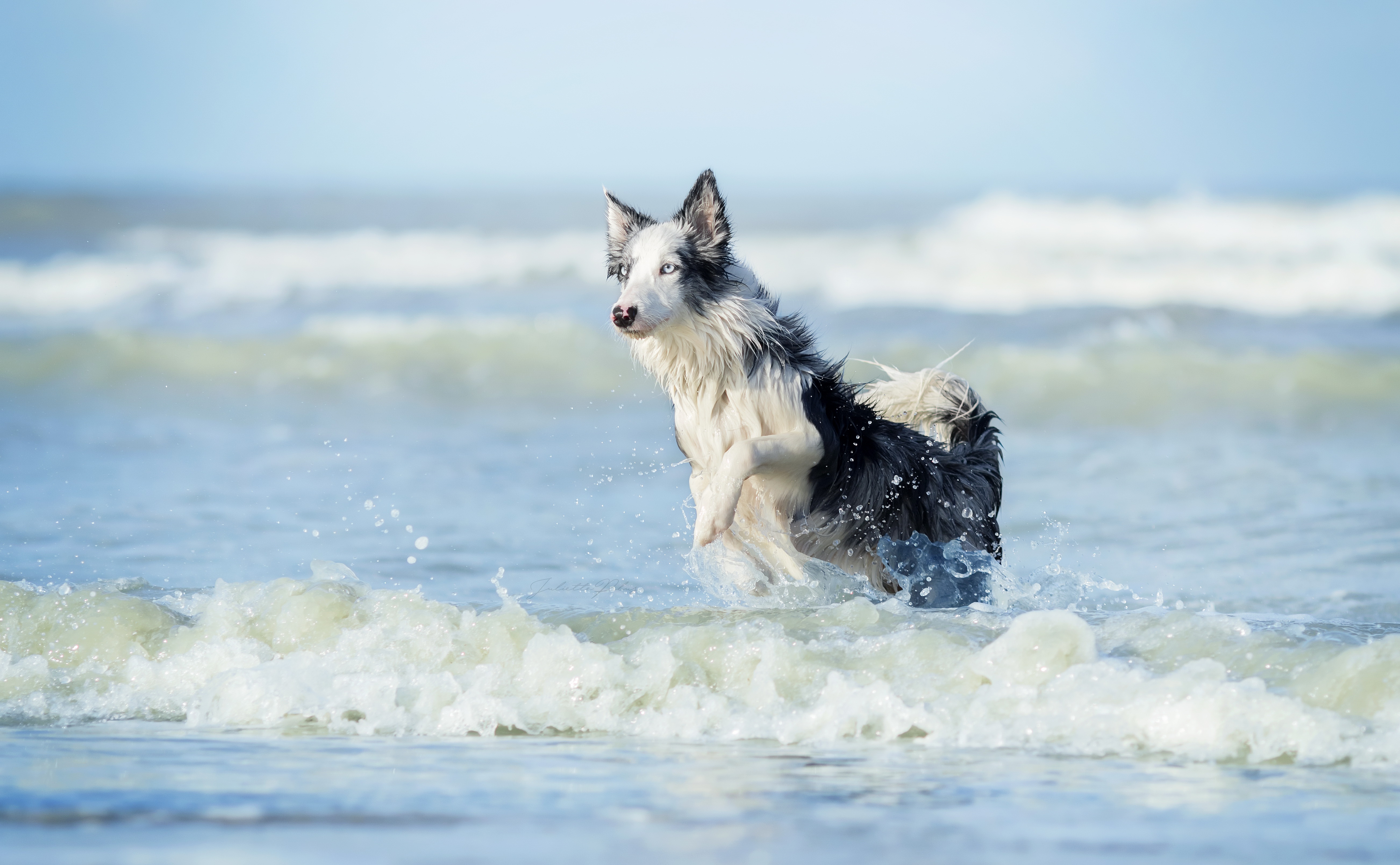 Download mobile wallpaper Dogs, Dog, Ocean, Animal, Depth Of Field for free.