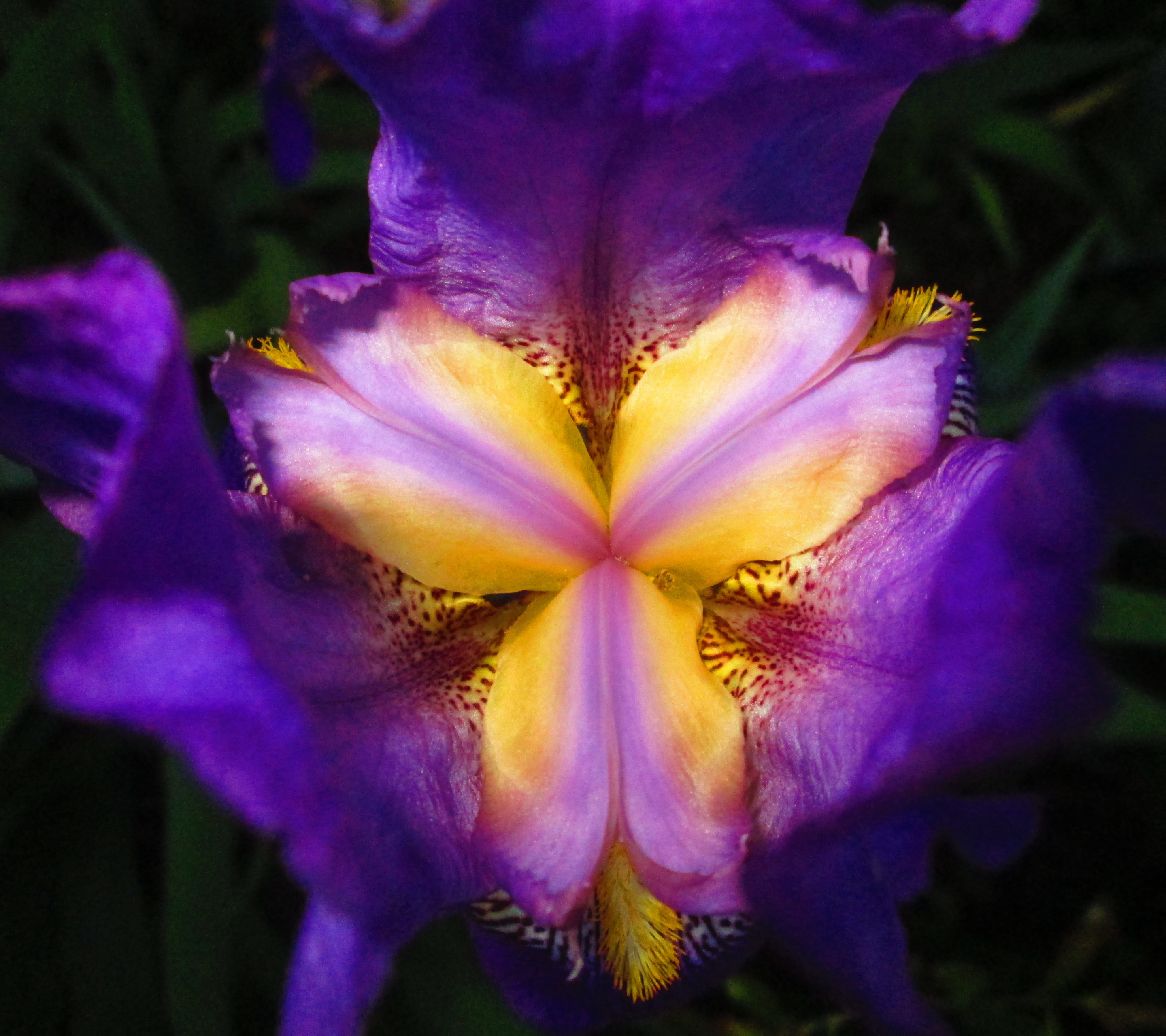 Free download wallpaper Flowers, Iris, Earth on your PC desktop