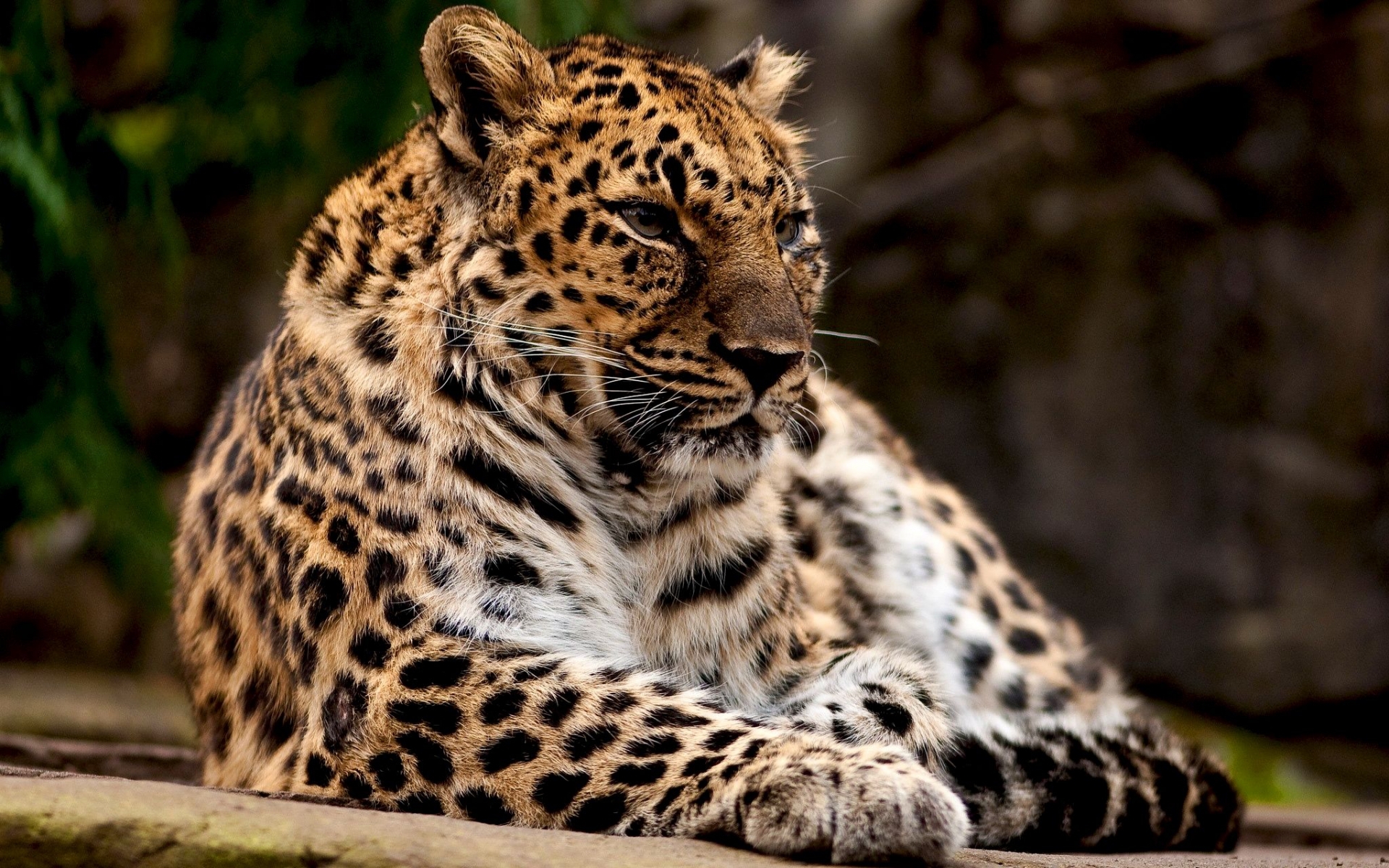 35781 descargar fondo de pantalla leopardos, animales, naranja: protectores de pantalla e imágenes gratis