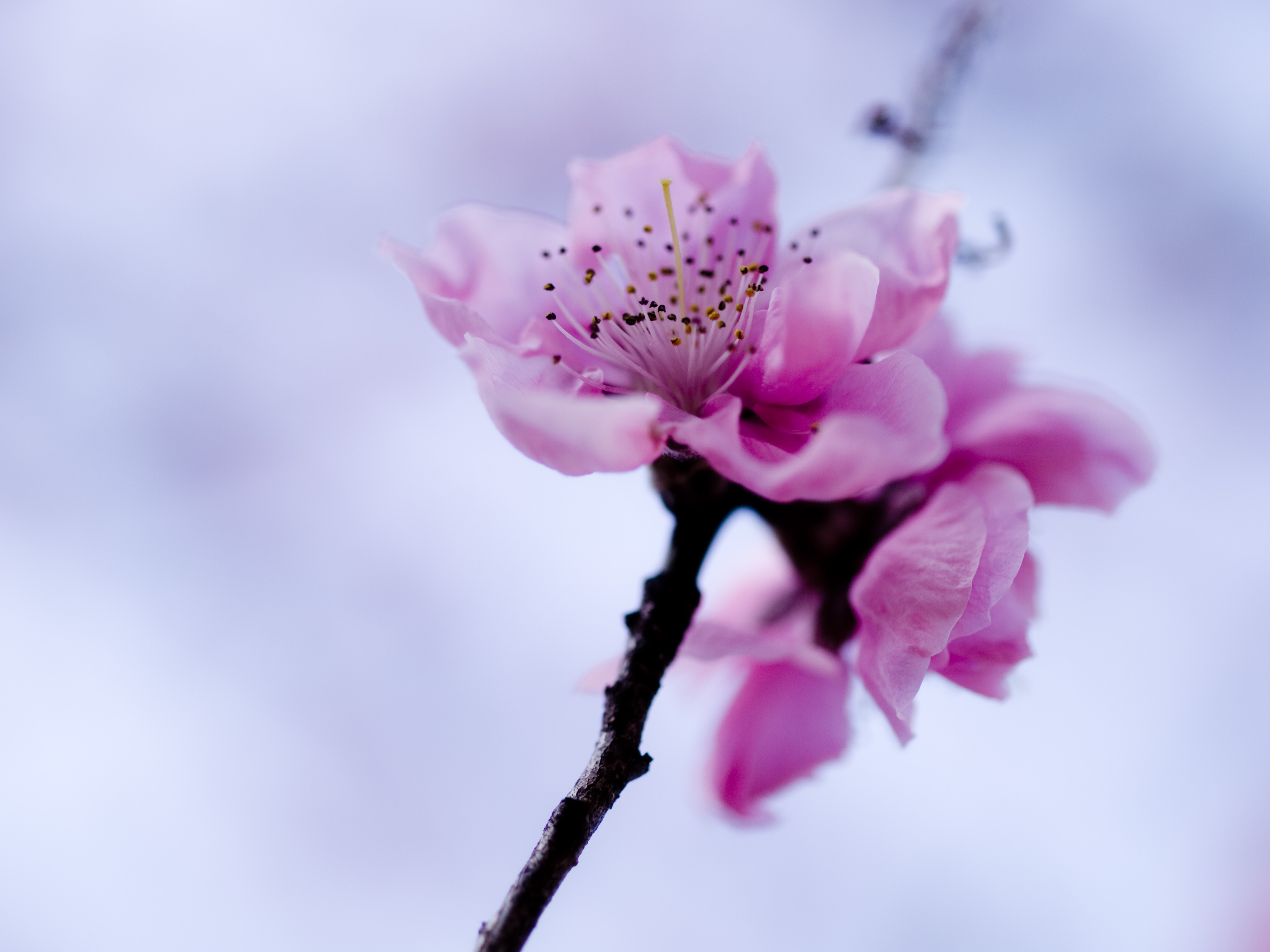 Free download wallpaper Macro, Branch, Lilac, Flower on your PC desktop