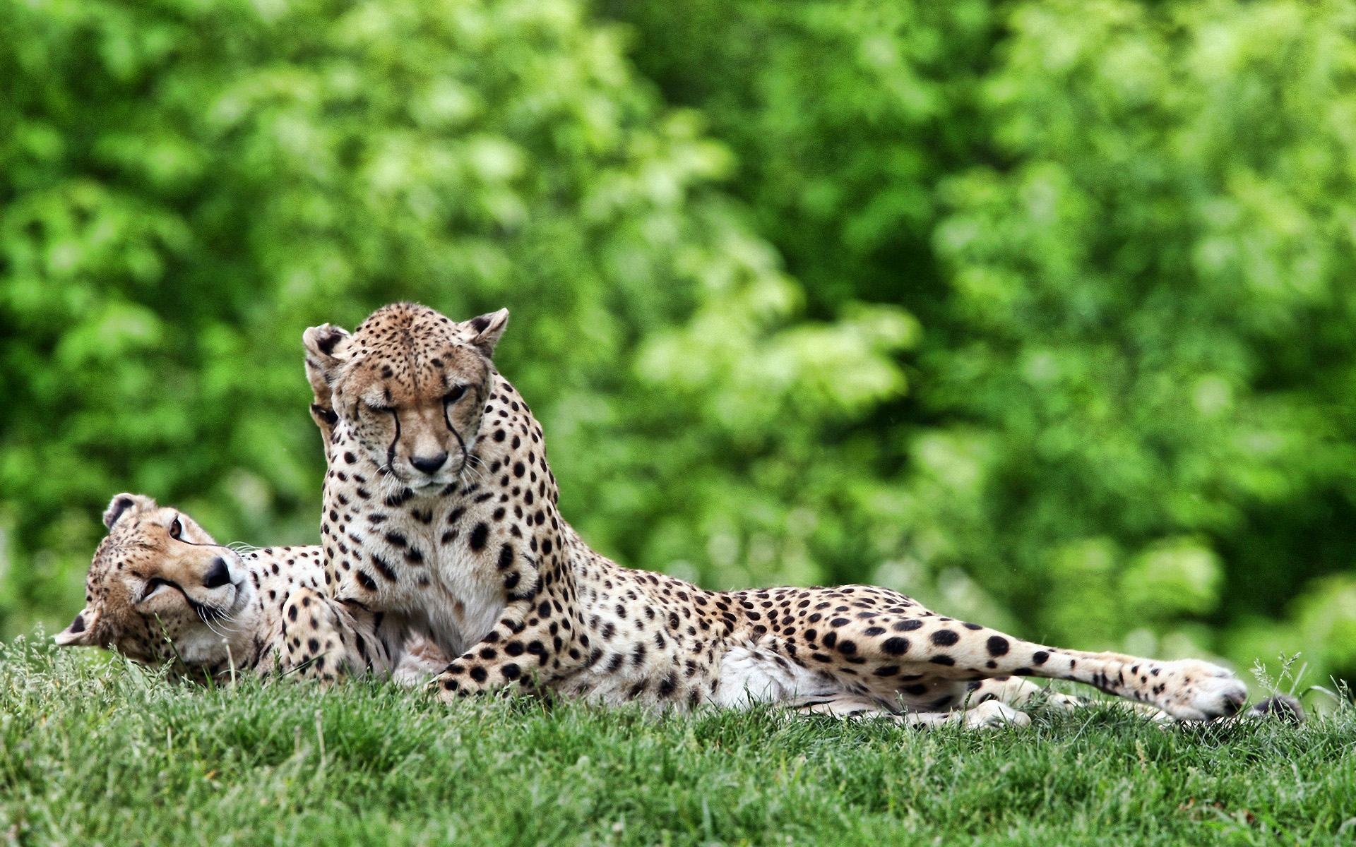 Téléchargez gratuitement l'image Animaux, Guépard sur le bureau de votre PC