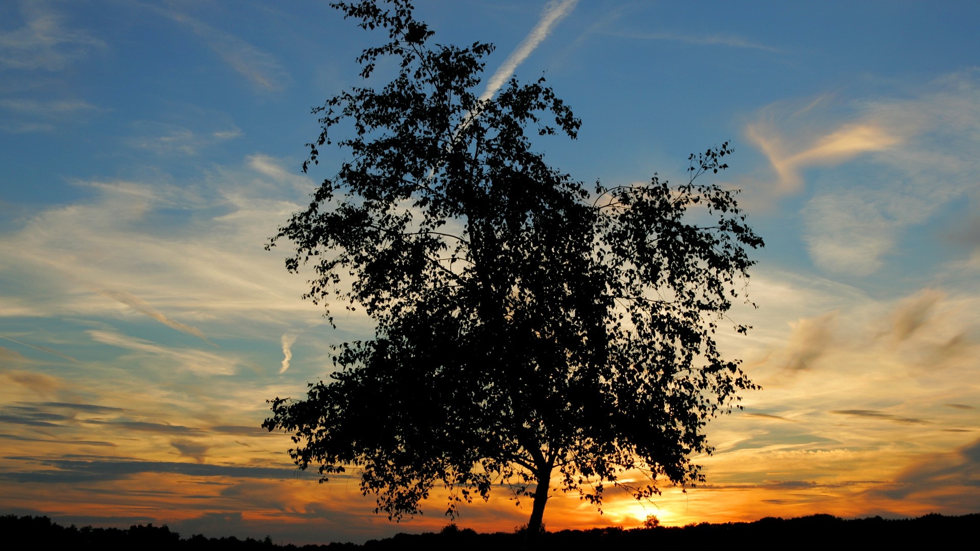 Free download wallpaper Trees, Sunset, Sky, Tree, Earth on your PC desktop