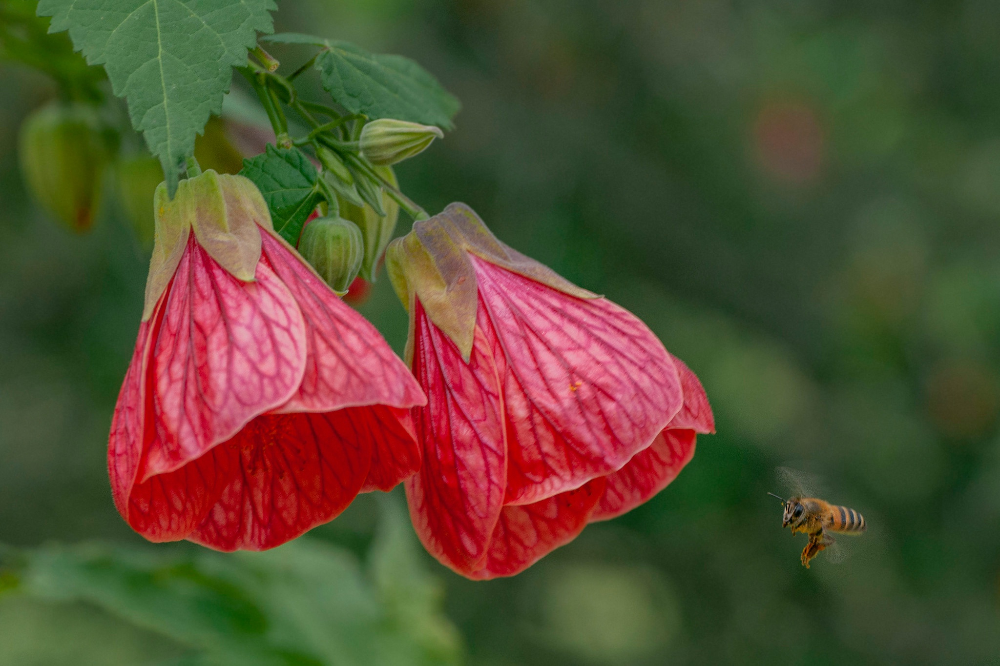 Laden Sie das Tiere, Insekten, Blume, Biene-Bild kostenlos auf Ihren PC-Desktop herunter