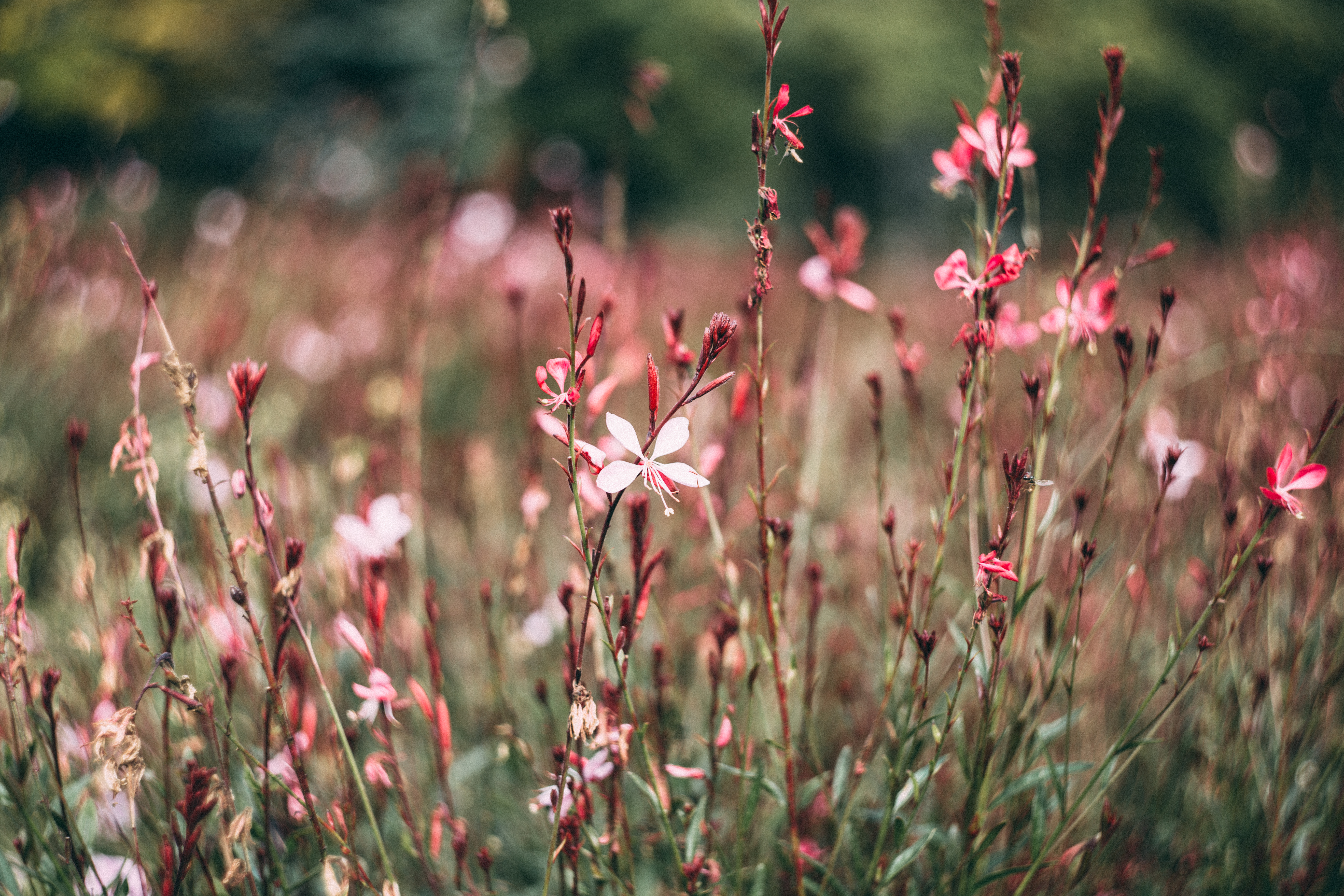 Laden Sie das Blumen, Blume, Bokeh, Erde/natur, Pinke Blume-Bild kostenlos auf Ihren PC-Desktop herunter