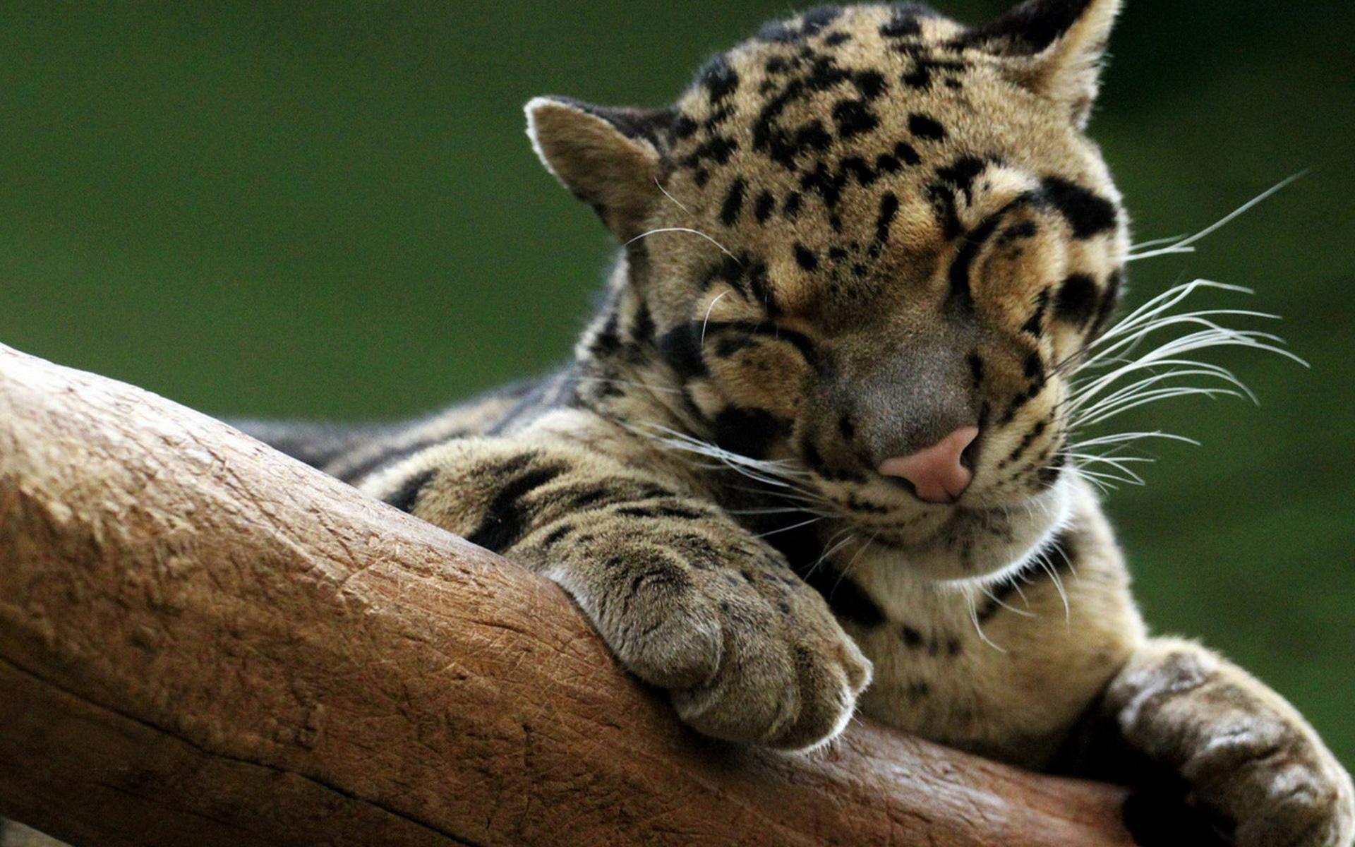 animal, clouded leopard, cats