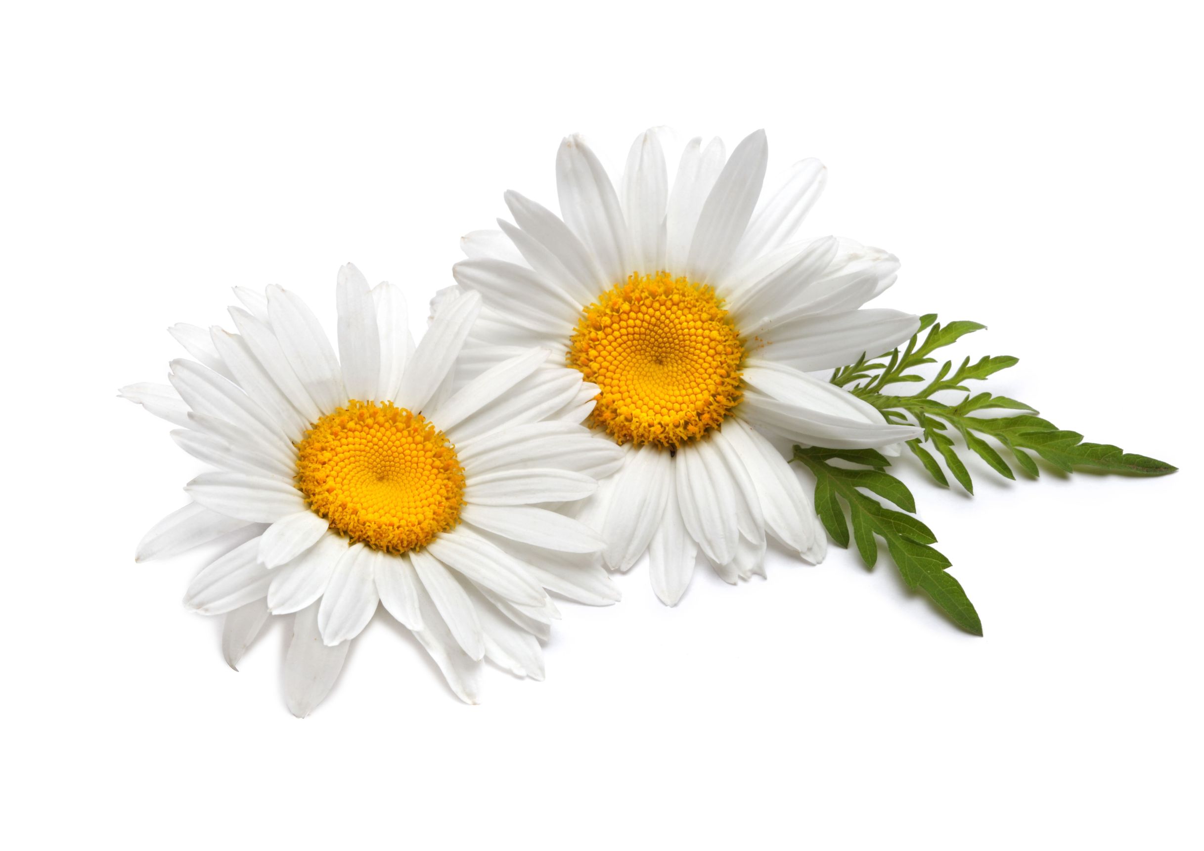 389316 descargar fondo de pantalla tierra/naturaleza, margarita, manzanilla, hoja, flor blanca, flores: protectores de pantalla e imágenes gratis