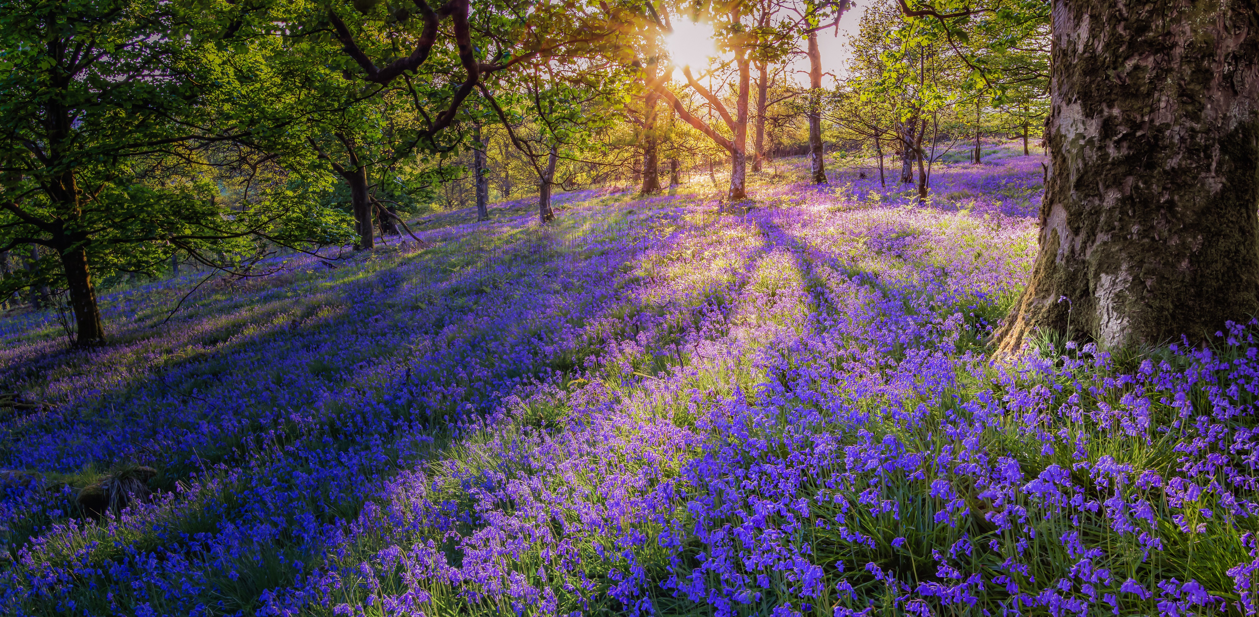 Descarga gratuita de fondo de pantalla para móvil de Naturaleza, Flores, Flor, Escocia, Flor Purpura, Tierra/naturaleza.
