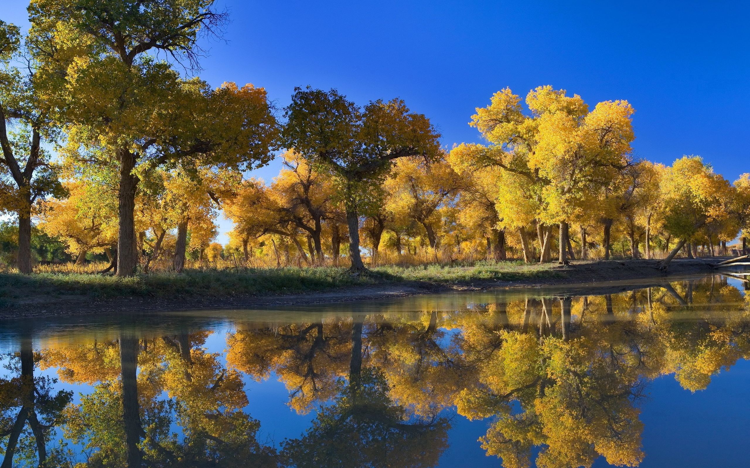 Скачать обои бесплатно Отражение, Природа, Деревья, Осень картинка на рабочий стол ПК