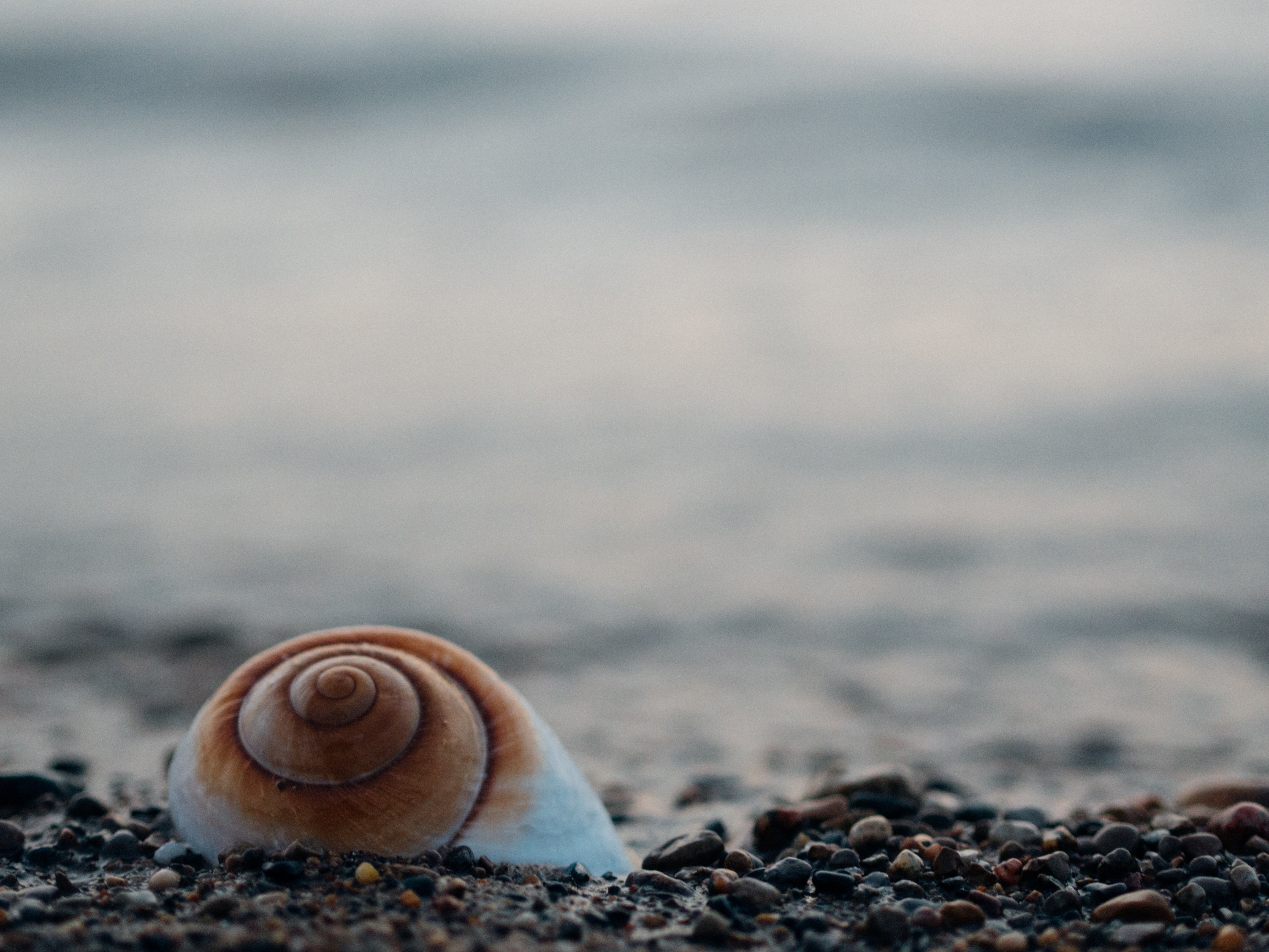 Free download wallpaper Earth, Stone, Shell on your PC desktop