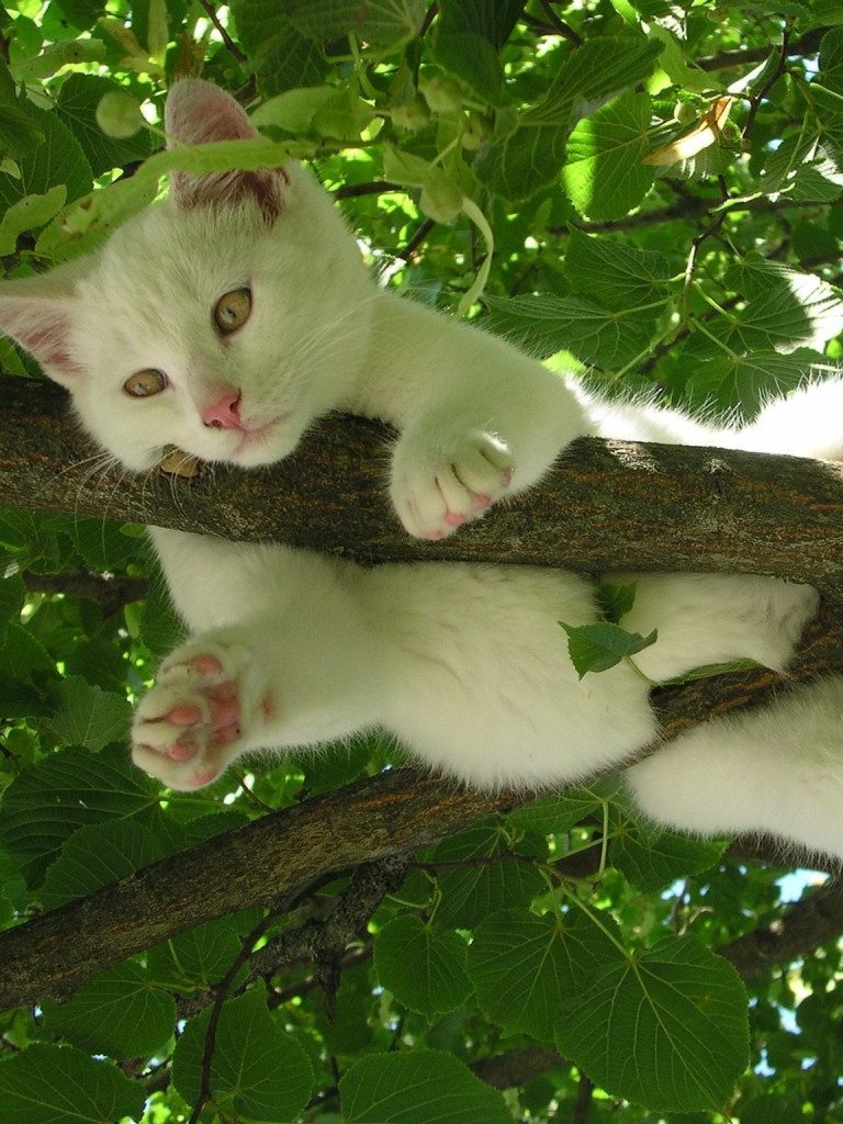 Handy-Wallpaper Tiere, Katzen, Katze, Ast, Zweig, Süß kostenlos herunterladen.