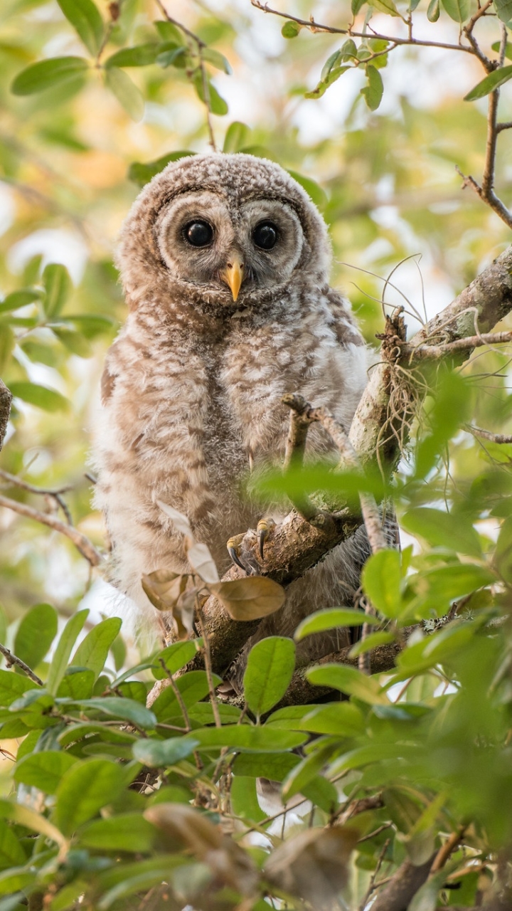 Téléchargez des papiers peints mobile Animaux, Oiseau, Hibou, Des Oiseaux gratuitement.