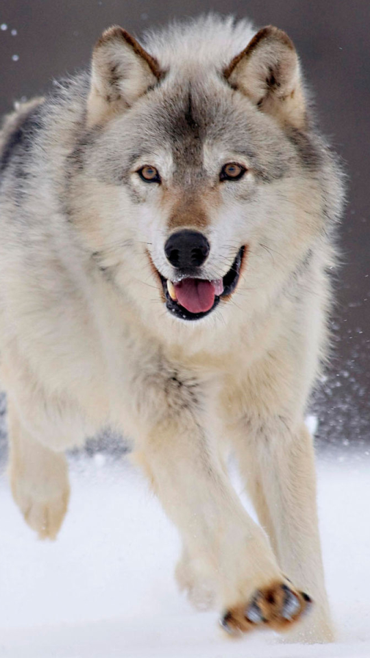 Handy-Wallpaper Tiere, Schnee, Wolf, Betrieb, Wolves kostenlos herunterladen.