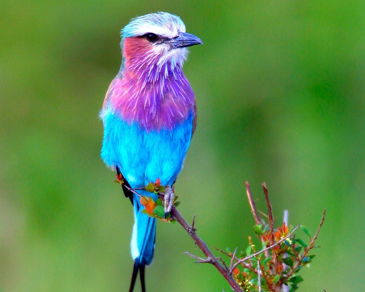 PCデスクトップに動物, 鳥画像を無料でダウンロード