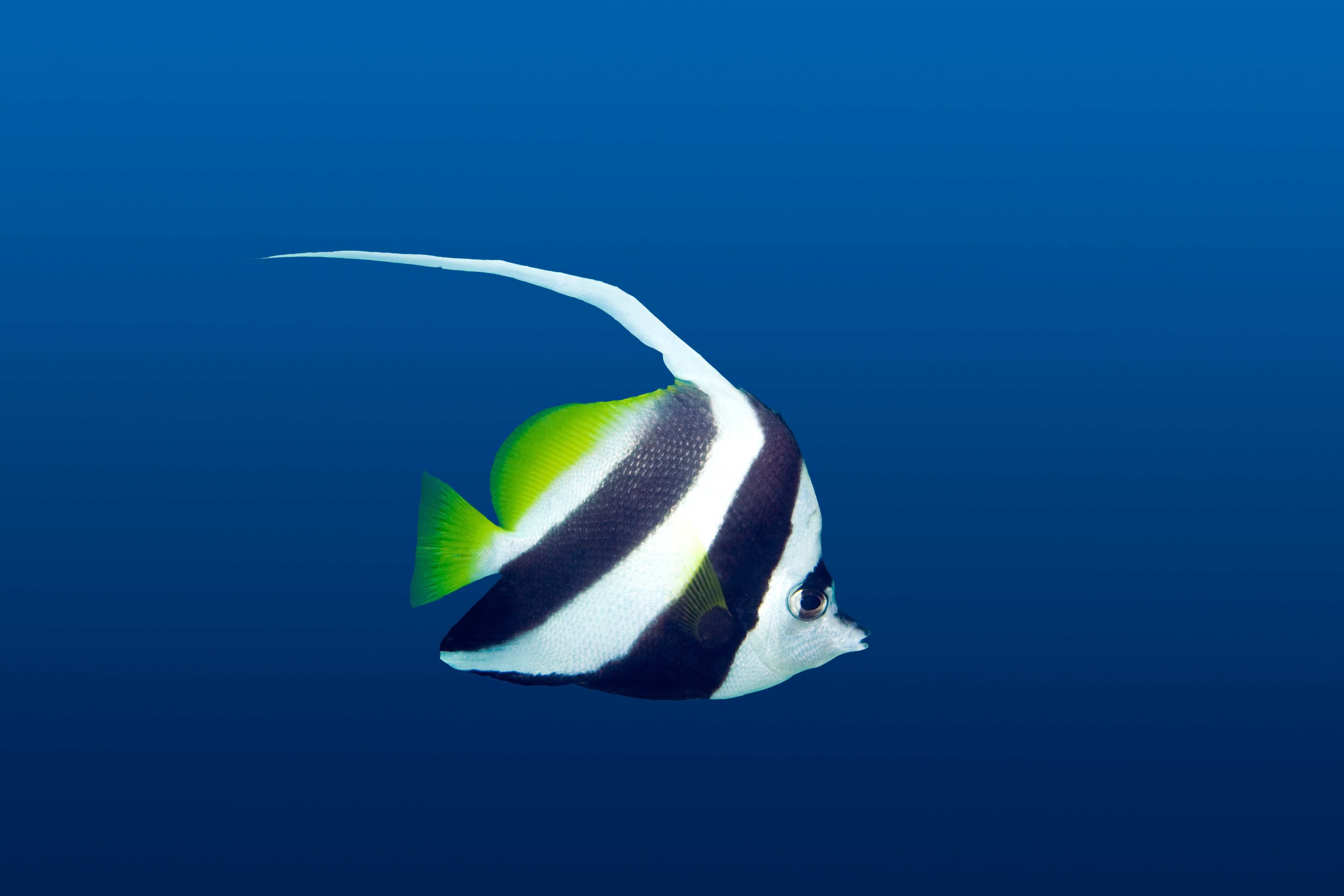 Download mobile wallpaper Pennant Coralfish, Fishes, Fish, Animal for free.