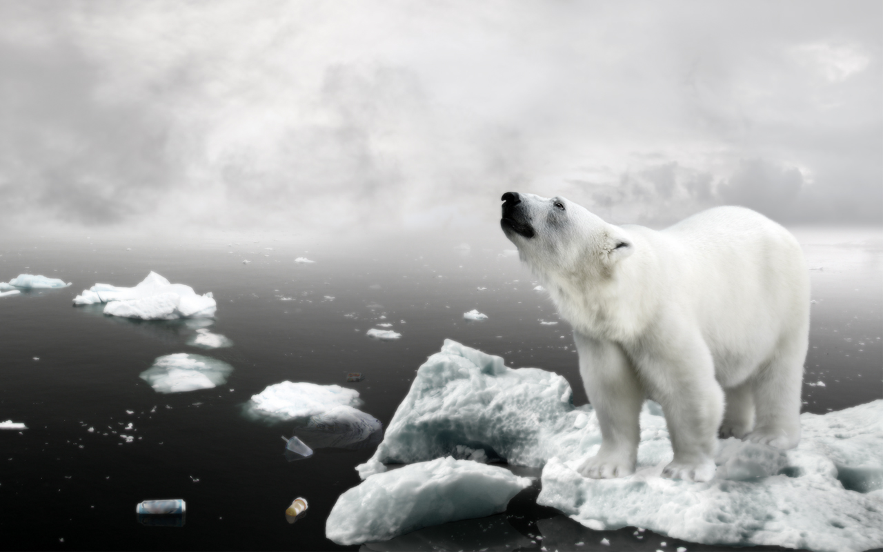 1518611 descargar fondo de pantalla animales, oso polar: protectores de pantalla e imágenes gratis