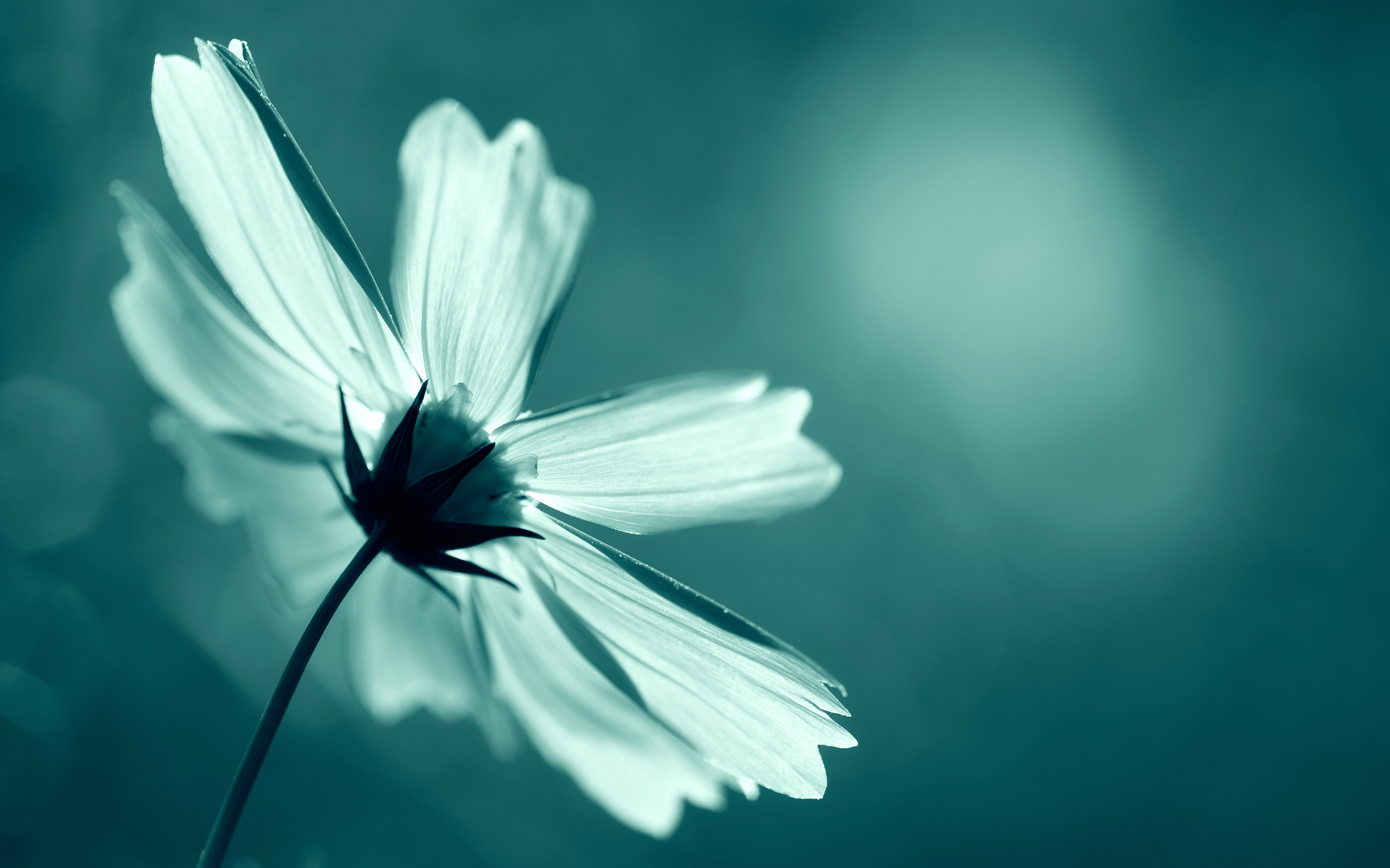 Laden Sie das Natur, Blumen, Blume, Weiße Blume, Erde/natur, Kosmeen-Bild kostenlos auf Ihren PC-Desktop herunter