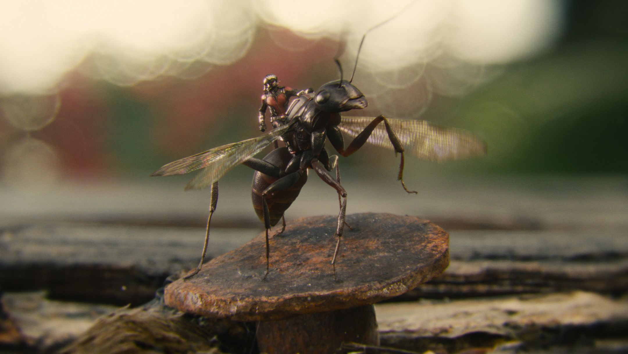 Téléchargez gratuitement l'image Film, Ant Man sur le bureau de votre PC