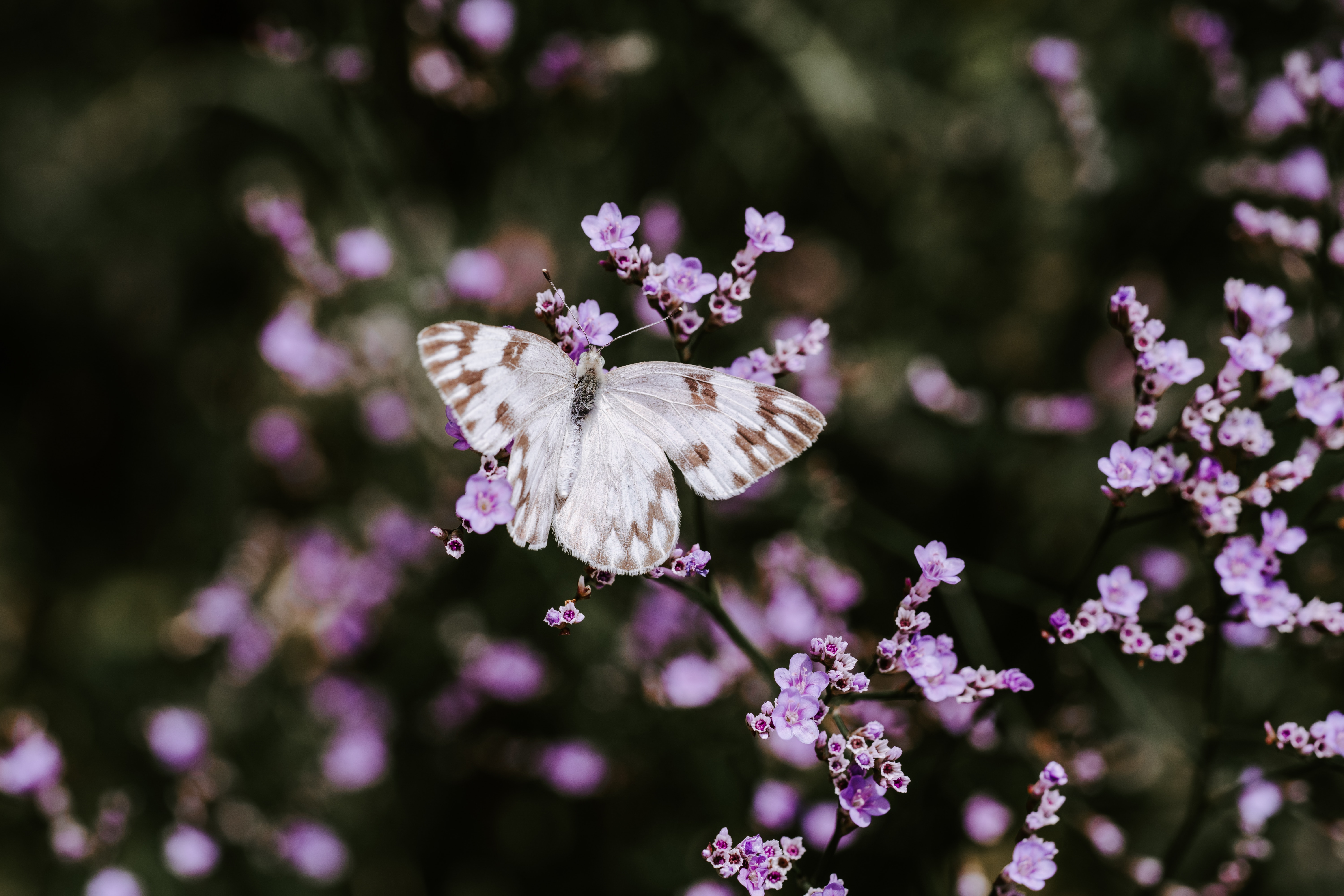 114762 descargar fondo de pantalla mariposa, flores, macro, florecer, floración, insecto: protectores de pantalla e imágenes gratis