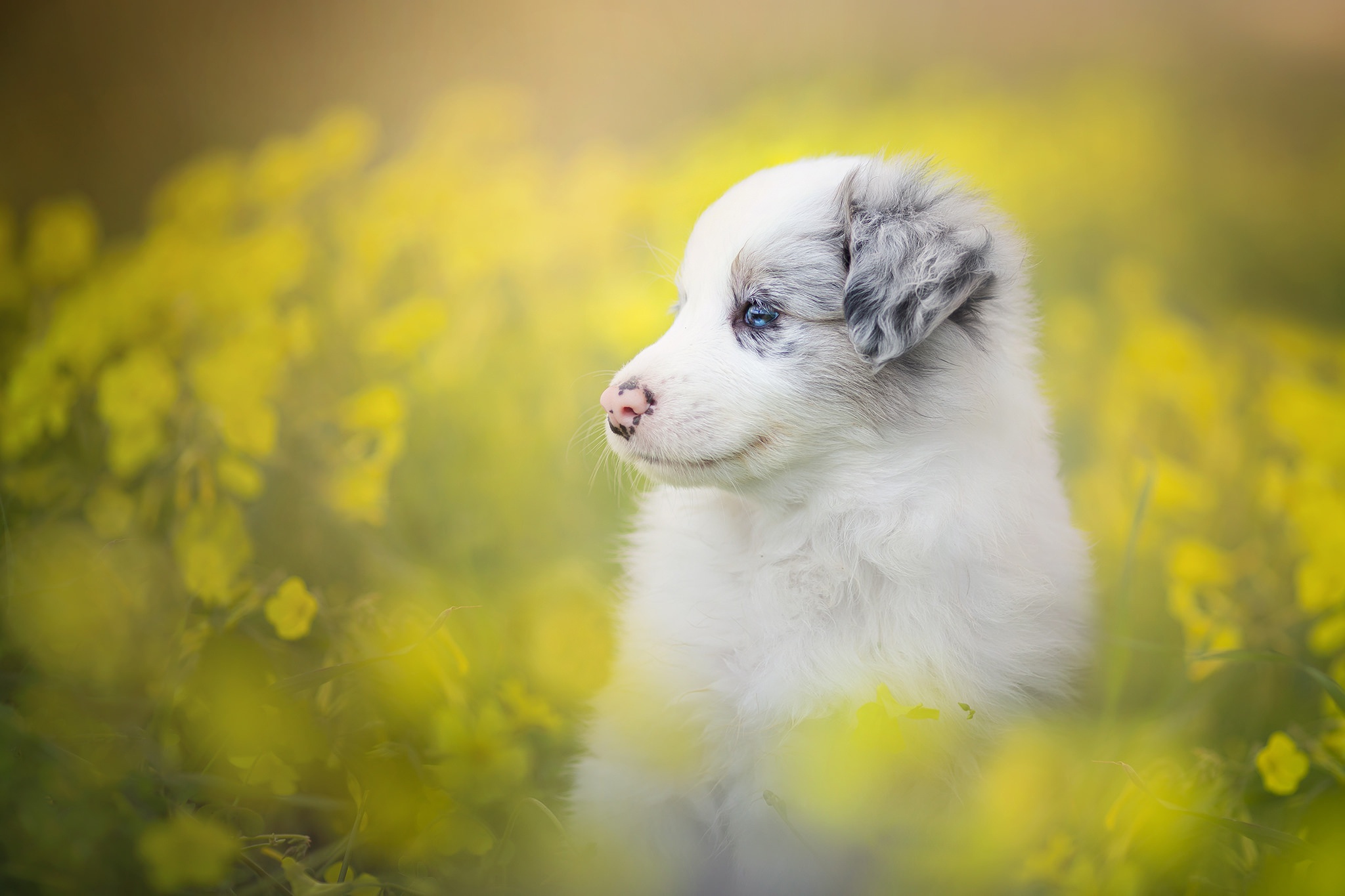 PCデスクトップに動物, 花, 犬, 子犬, ボーダーコリー, 赤ちゃん動物画像を無料でダウンロード