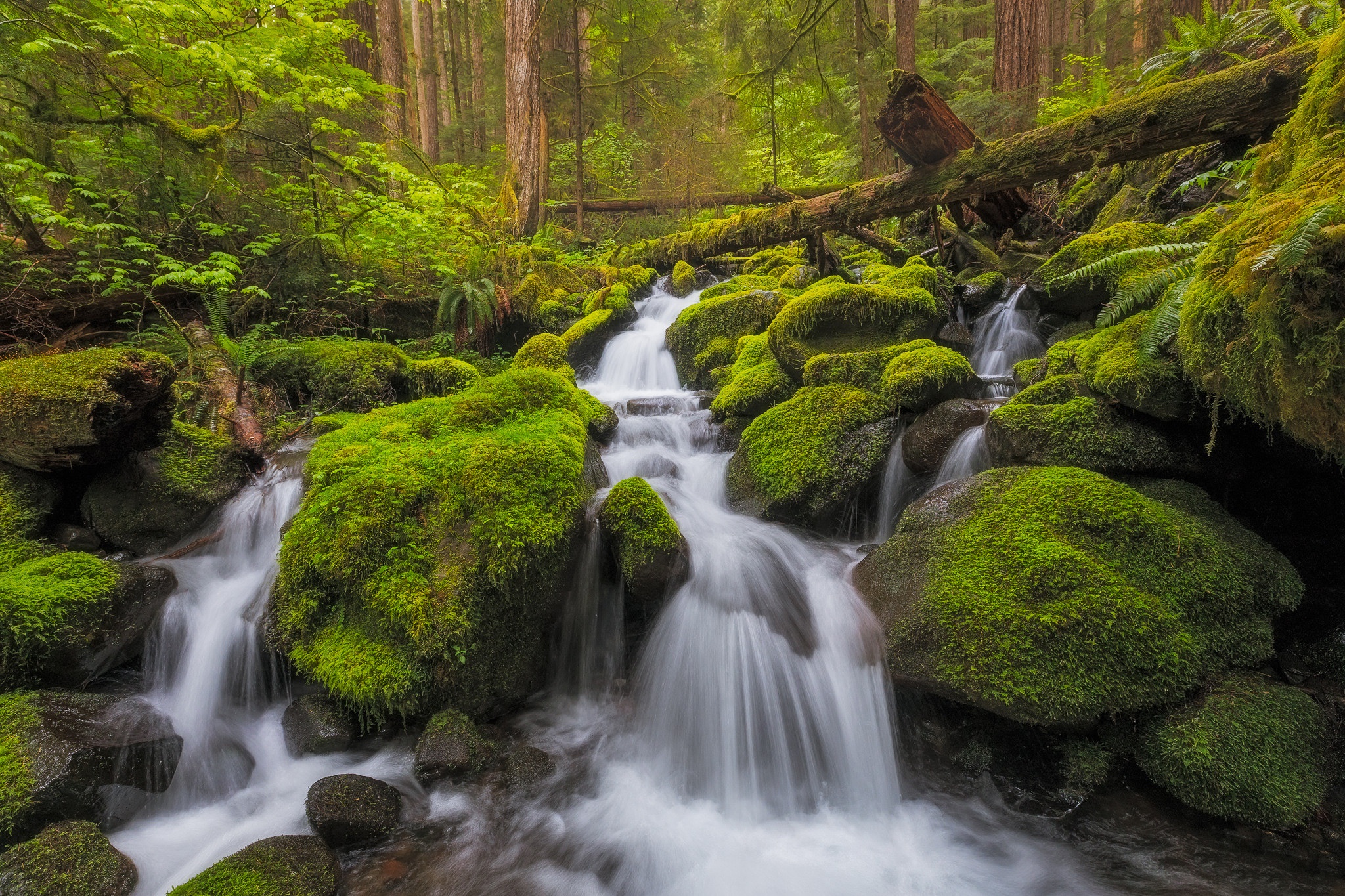 Free download wallpaper Nature, Forest, Earth, Moss, Stream, Log on your PC desktop
