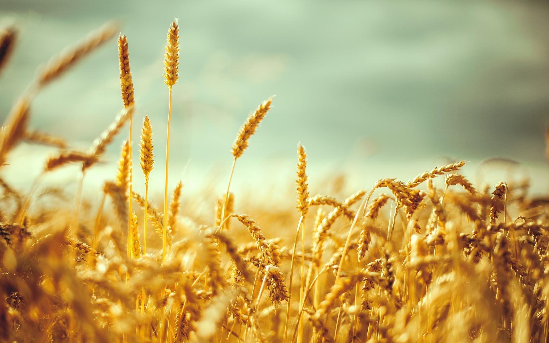Download mobile wallpaper Wheat, Earth for free.