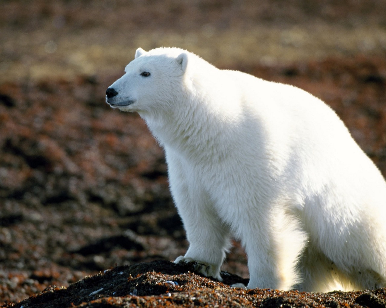 Baixe gratuitamente a imagem Animais, Urso Polar na área de trabalho do seu PC