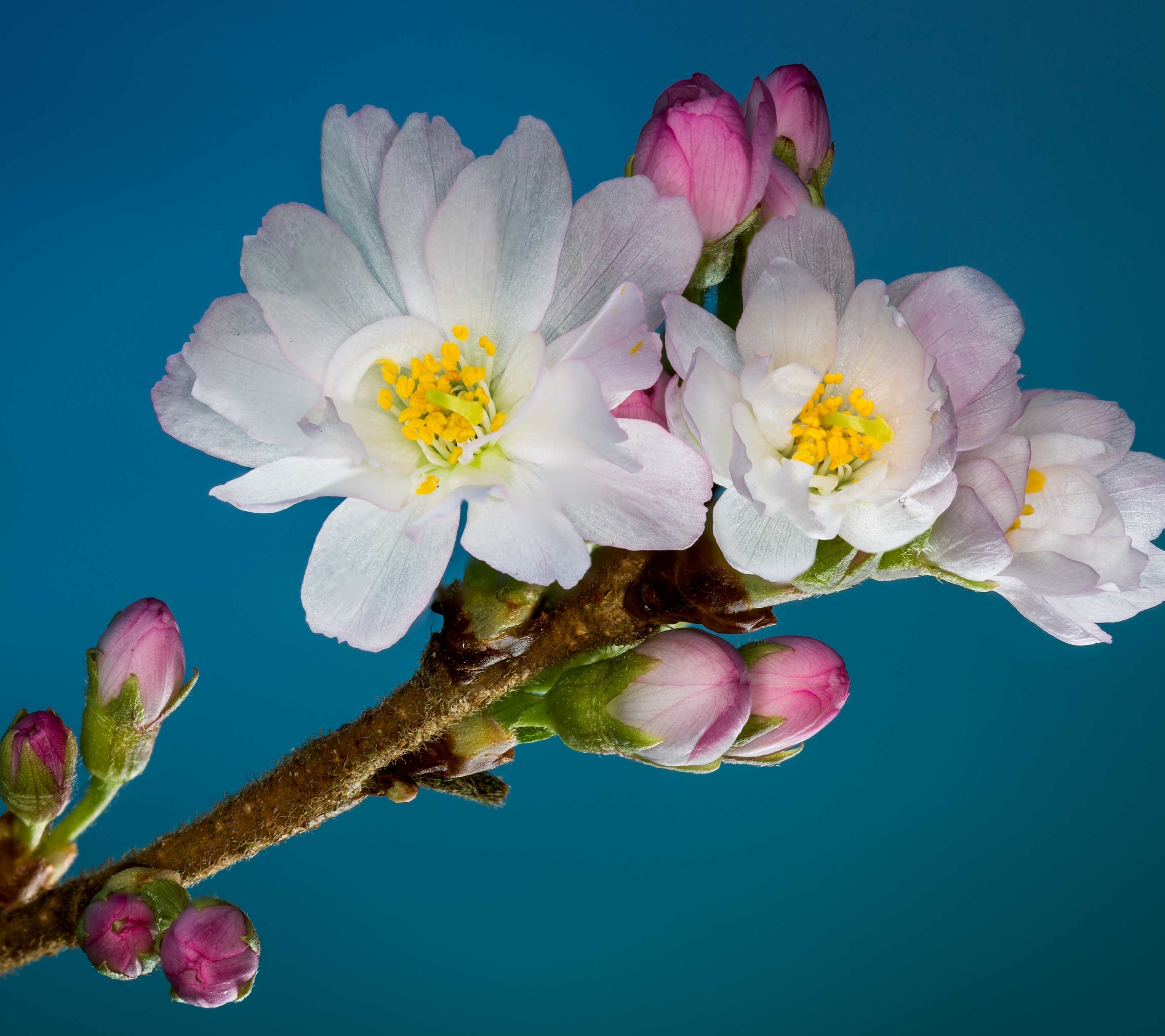 Free download wallpaper Nature, Flowers, Flower, Branch, Earth, White Flower, Blossom on your PC desktop