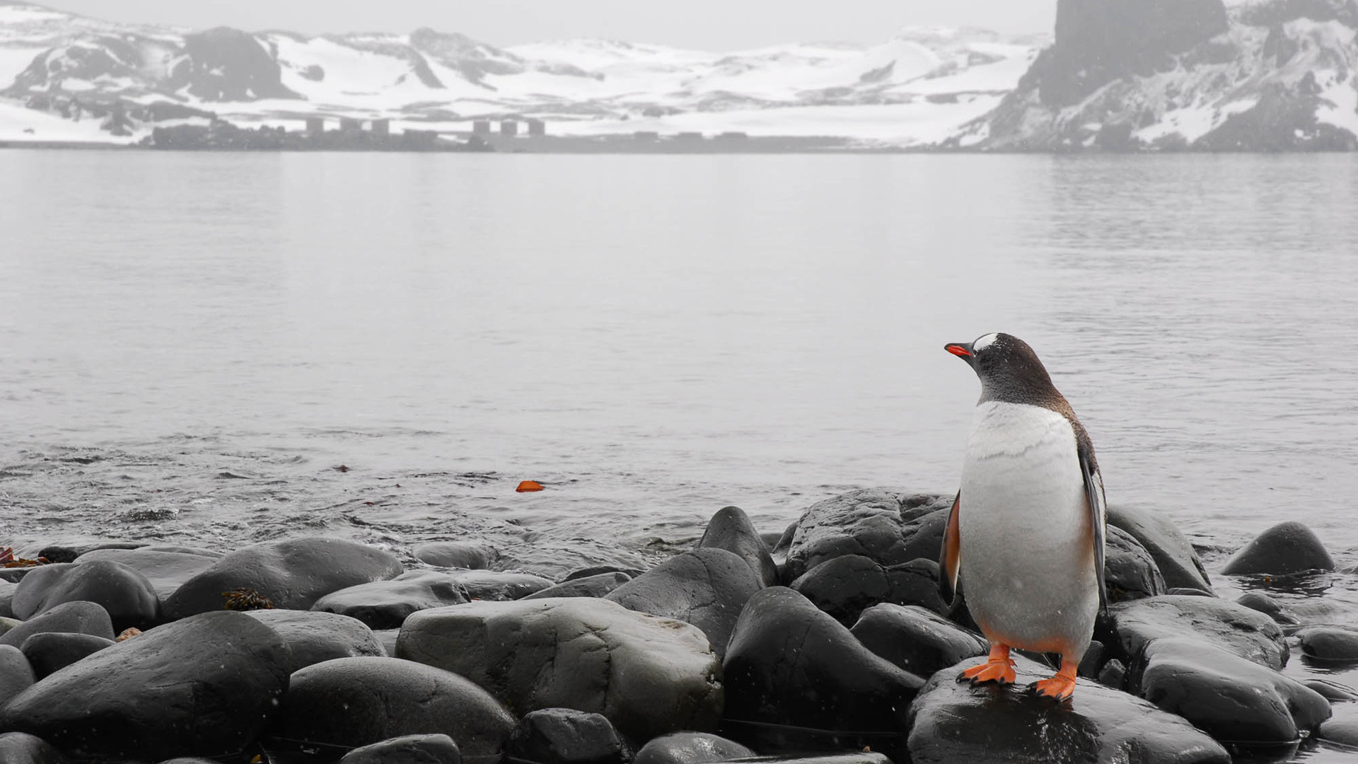 Free download wallpaper Animals, Sea, Landscape, Pinguins on your PC desktop