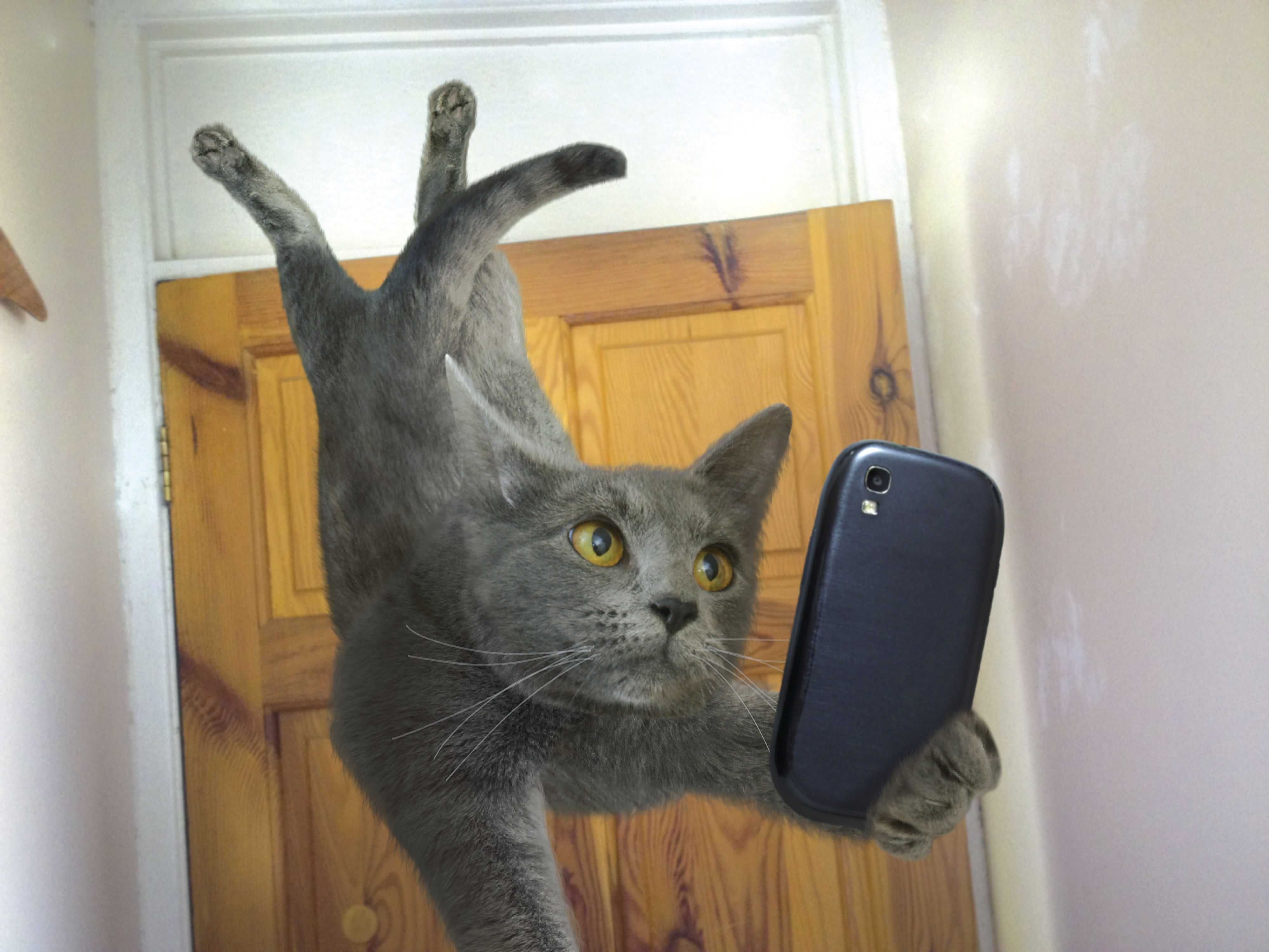 378807 baixar papel de parede humor, gato, selfie, smartphone, gatos - protetores de tela e imagens gratuitamente