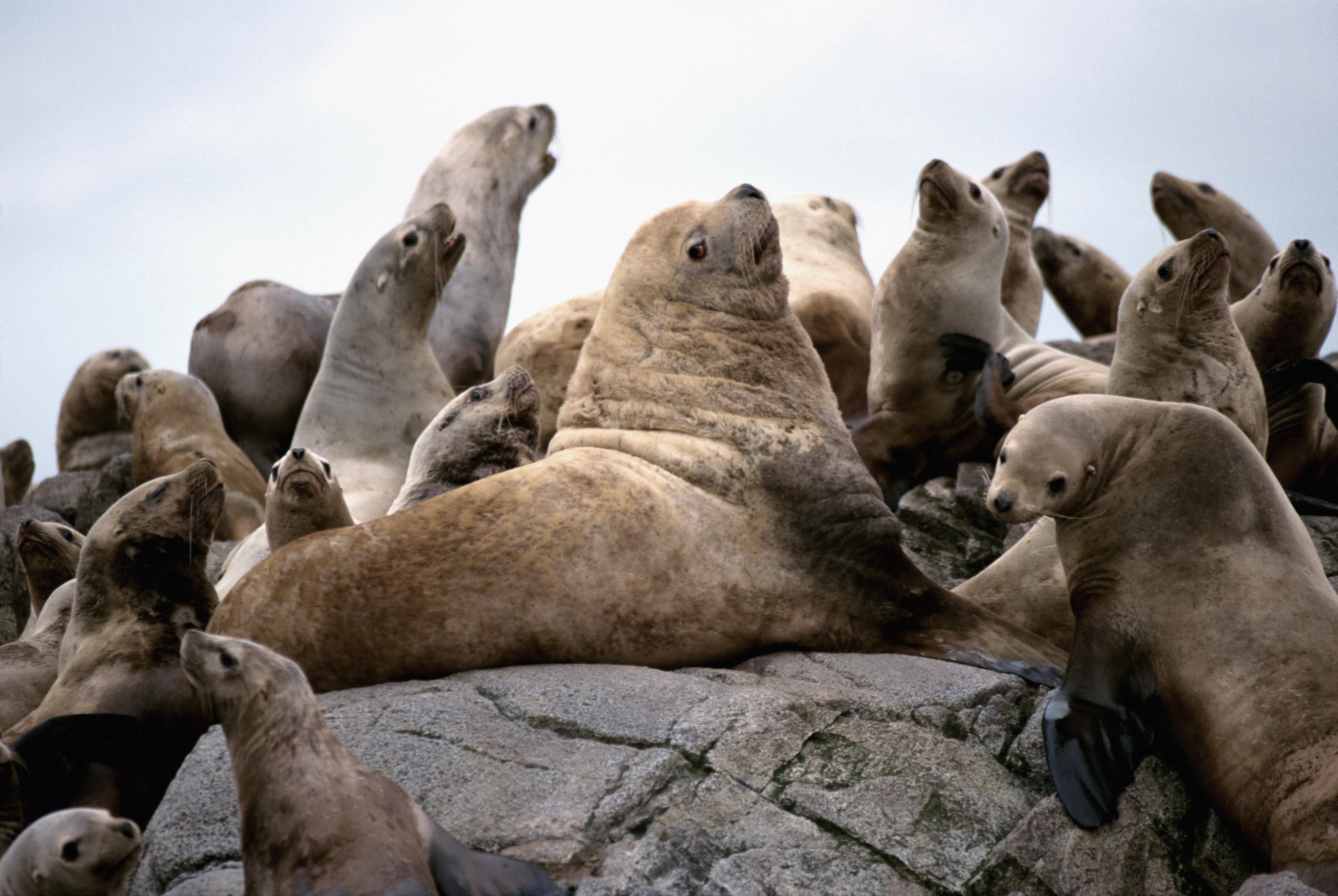 seals, animals, rock, flock