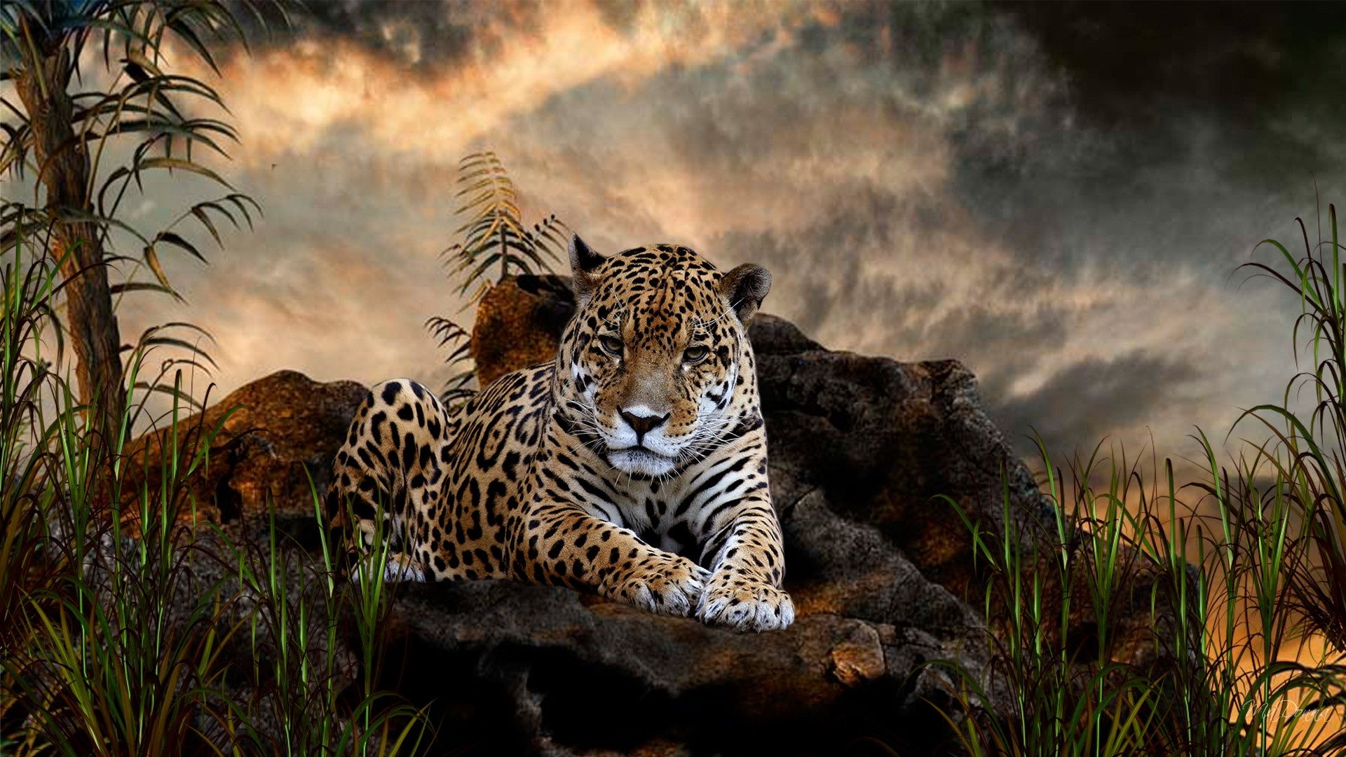 Handy-Wallpaper Tiere, Jaguar, Ausruhen kostenlos herunterladen.