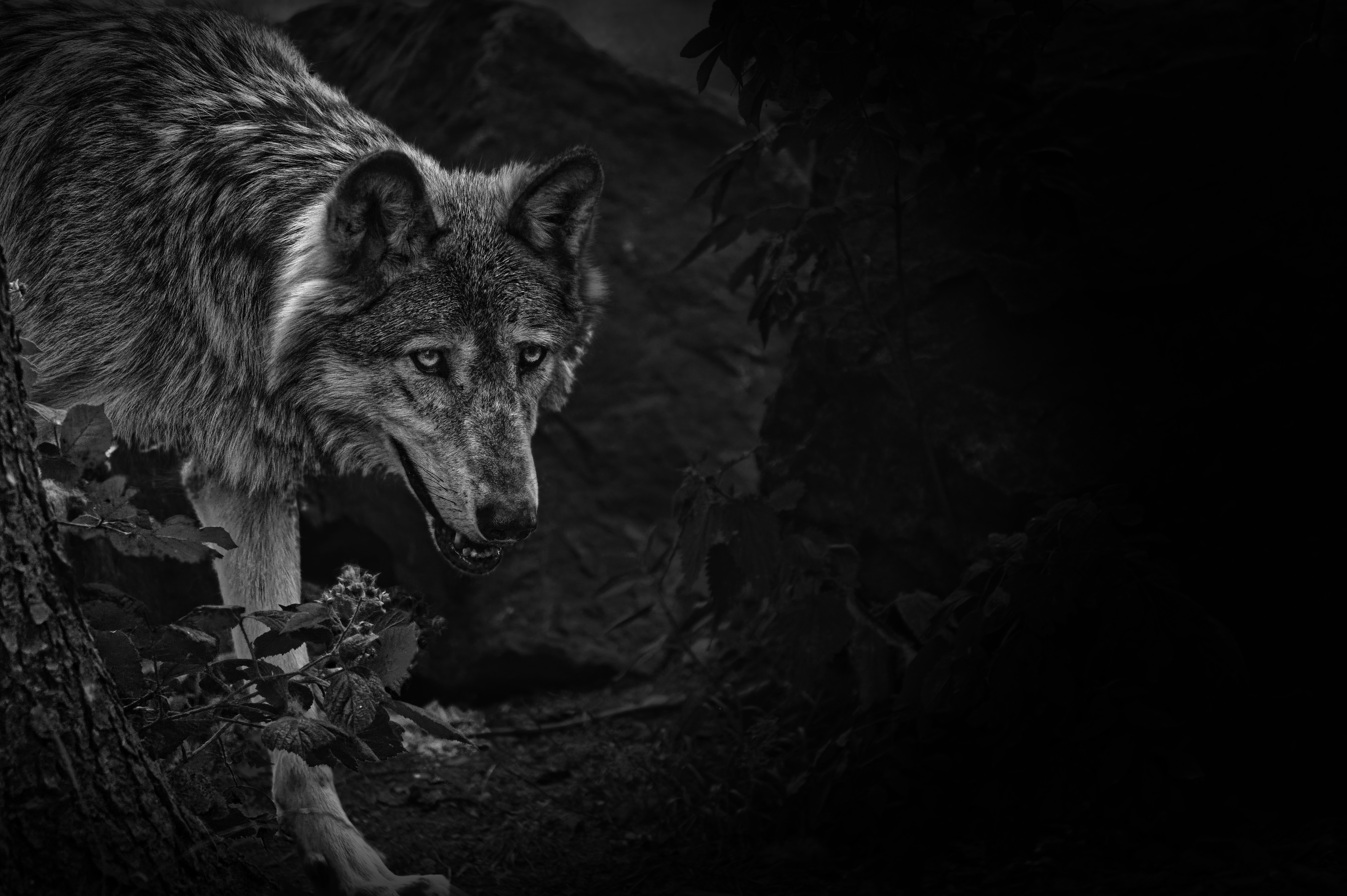 Download mobile wallpaper Chb, Wolf, Animals, Predator, Bw, Beast, Wildlife for free.