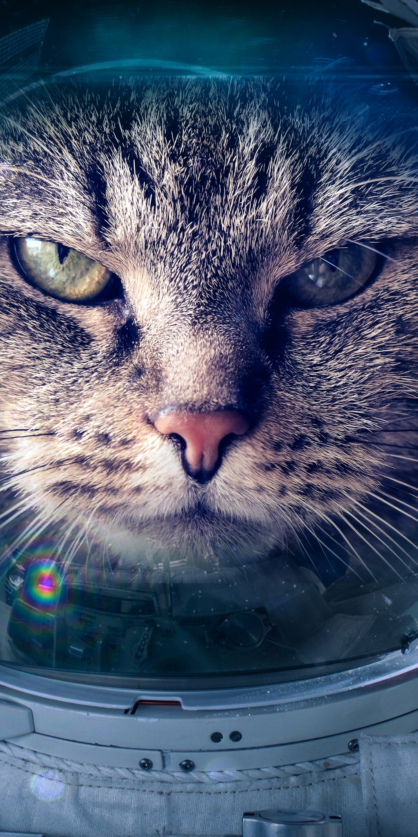 Laden Sie das Humor, Katzen, Katze, Astronaut-Bild kostenlos auf Ihren PC-Desktop herunter